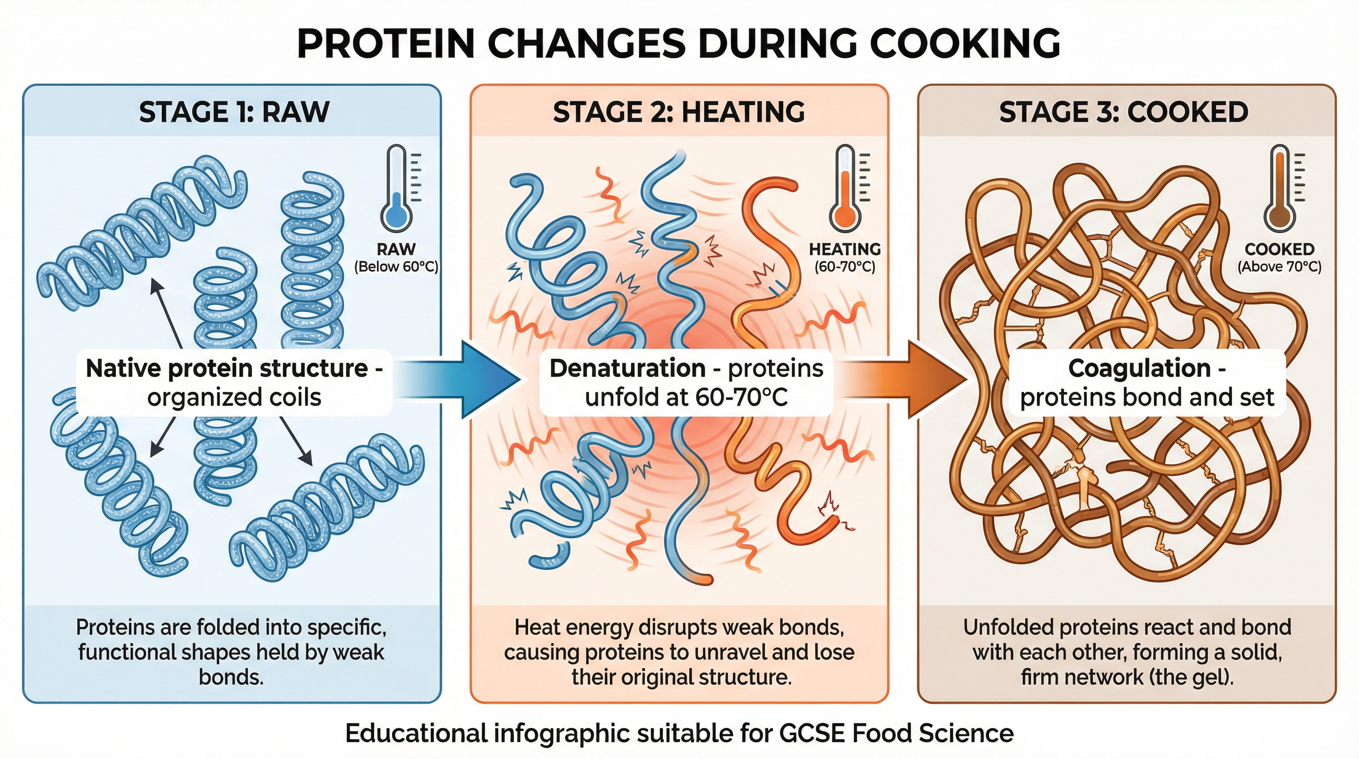 Protein Changes During Cooking