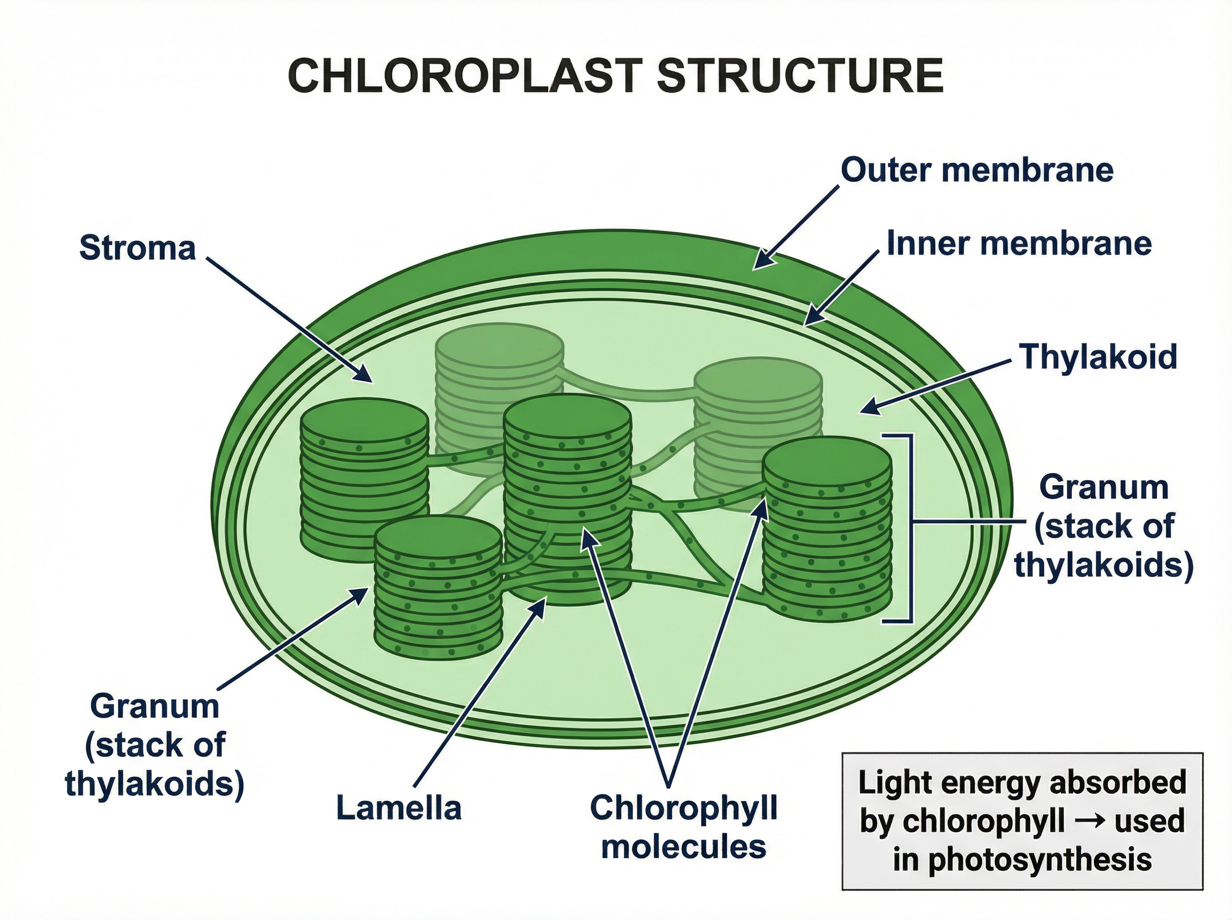 Structure of a chloroplast where photosynthesis occurs.