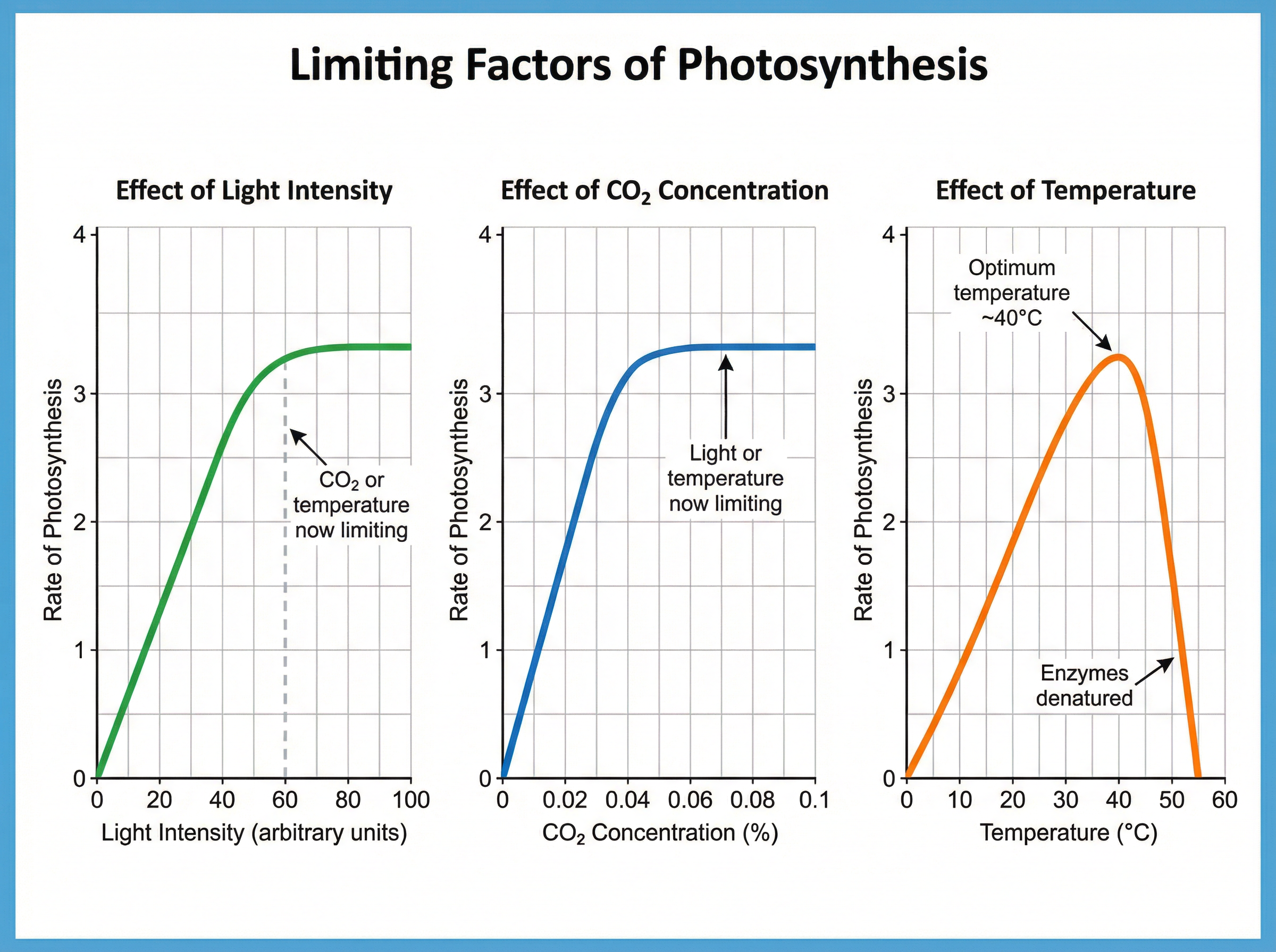 The three limiting factors of photosynthesis.