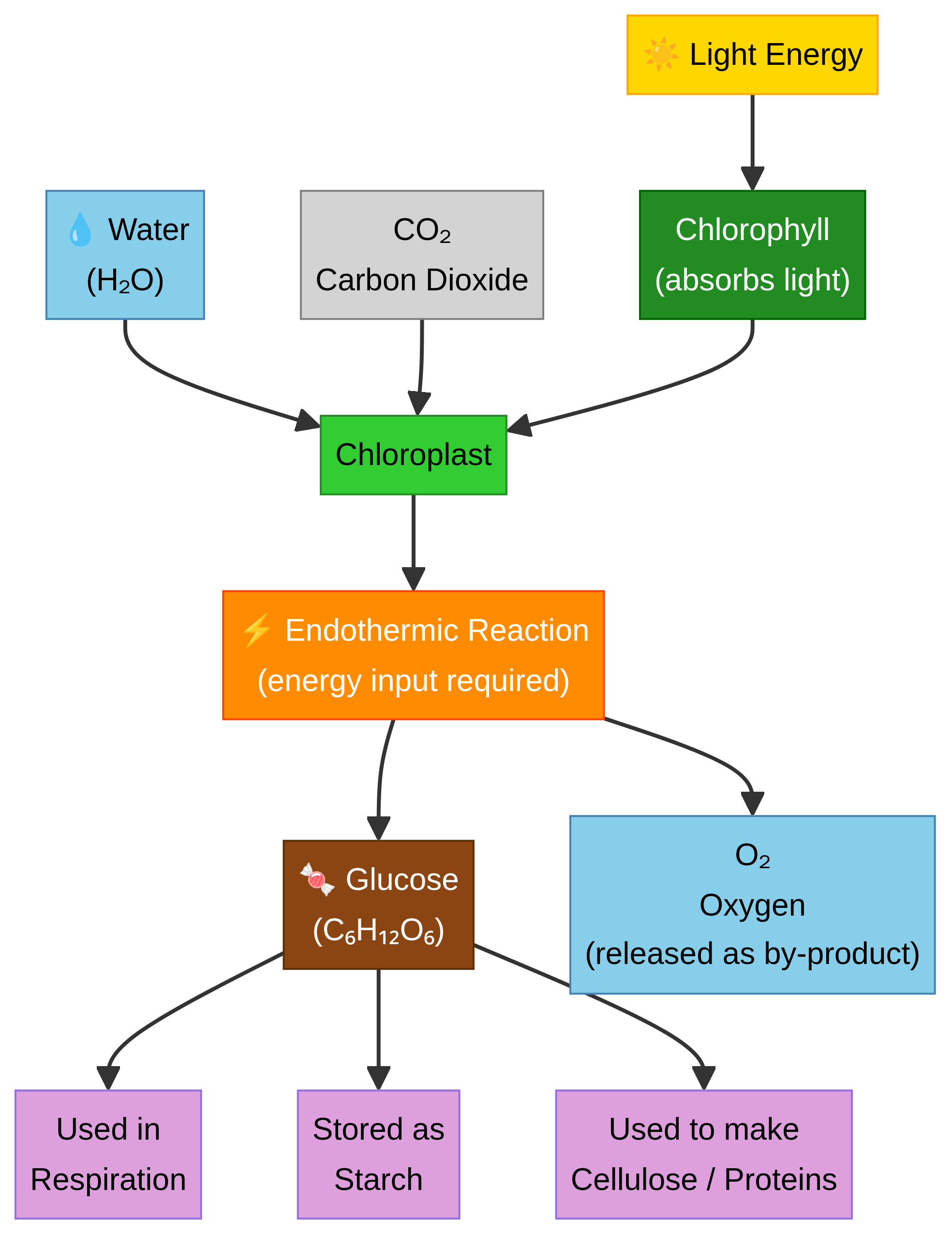 Photosynthesis process flowchart.