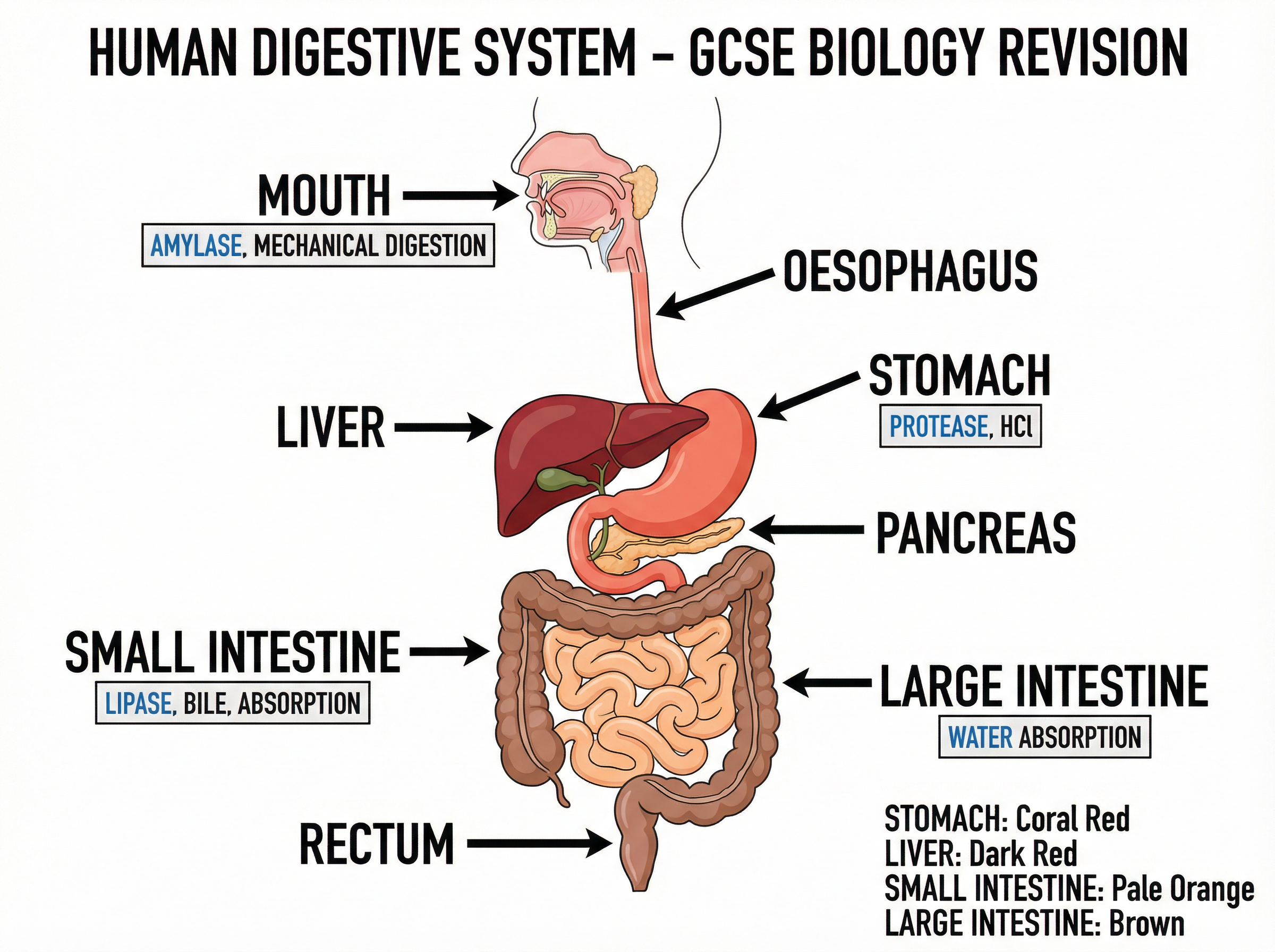The Human Digestive System