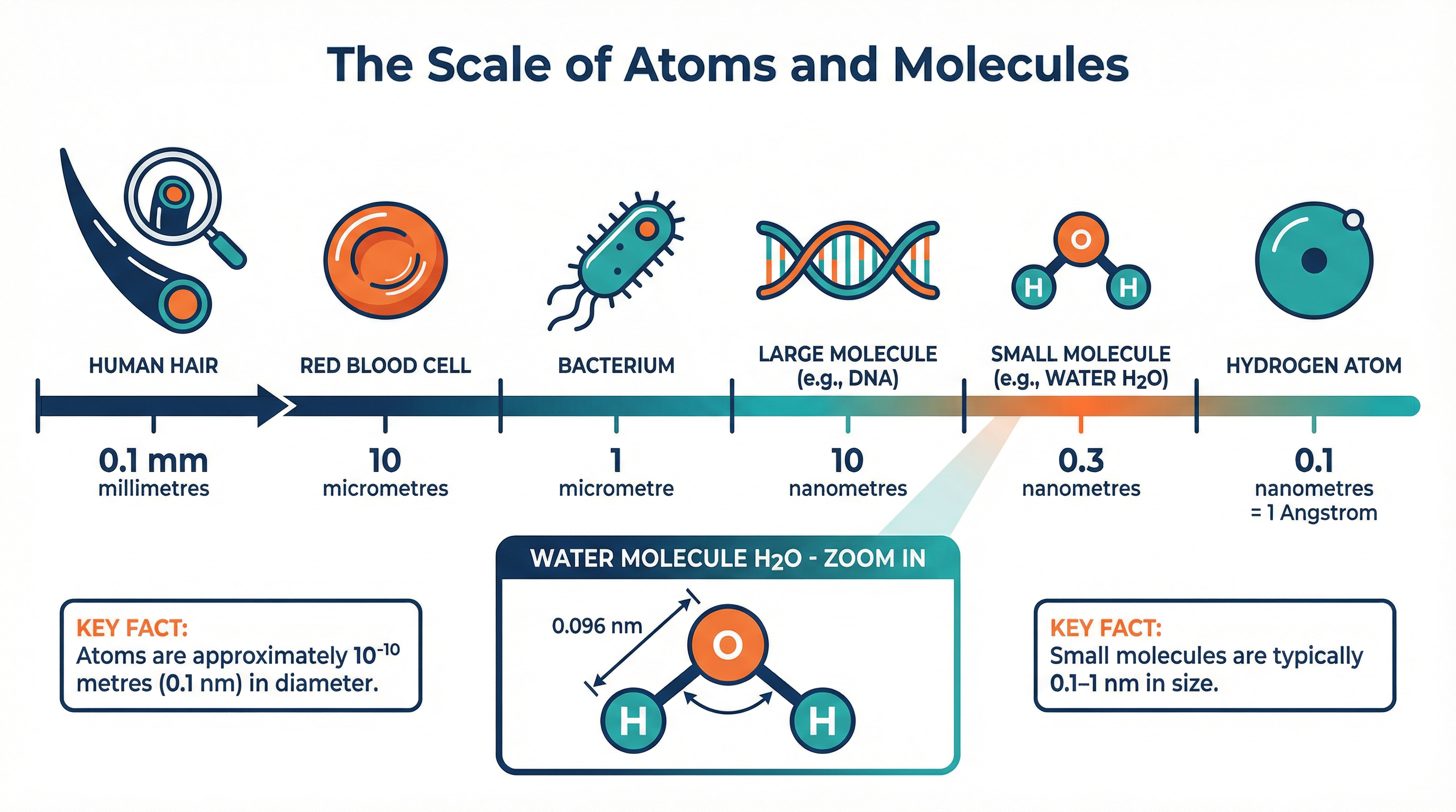 The relative scale of atoms and simple molecules.