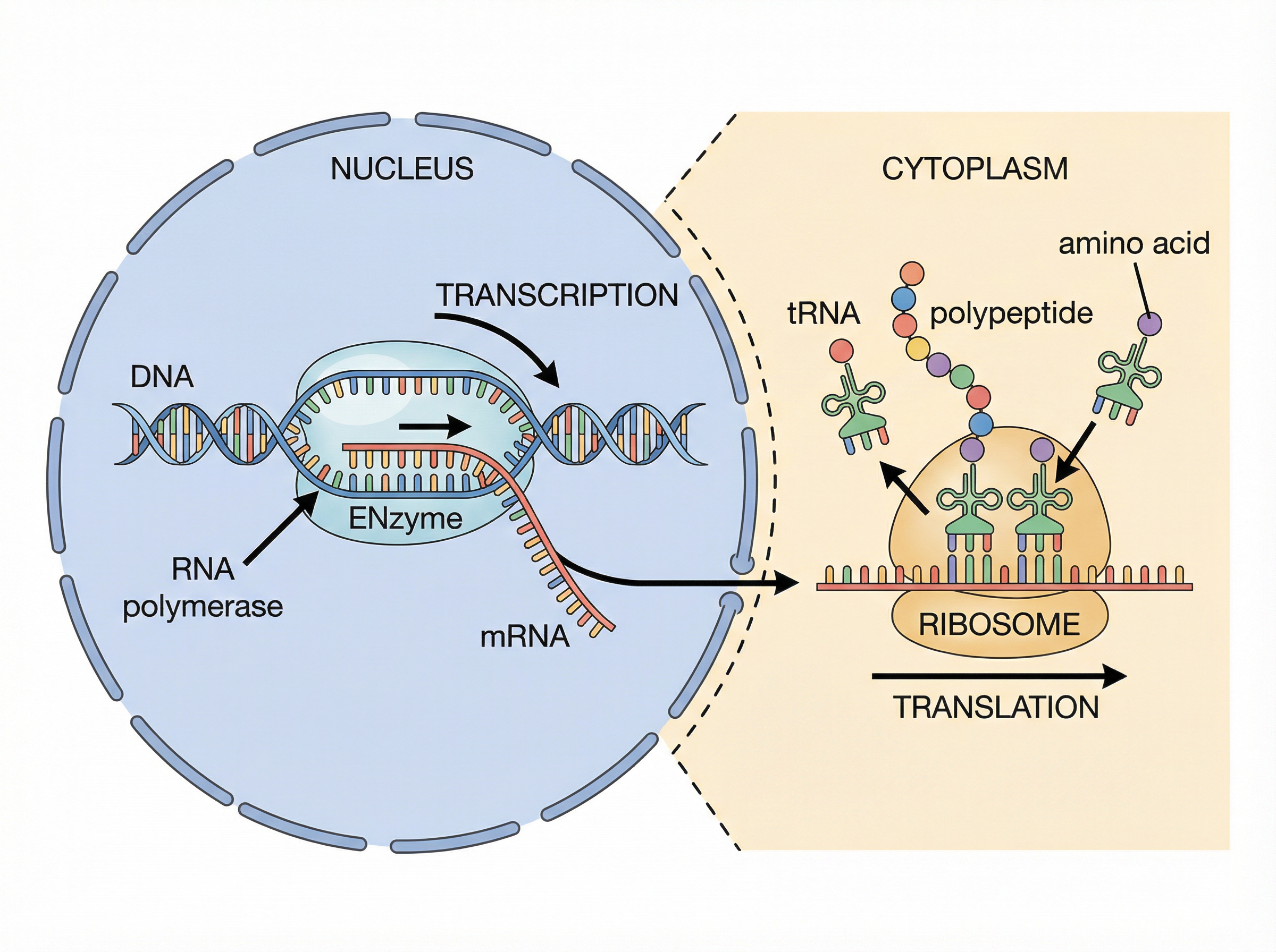 Protein Synthesis: Transcription and Translation