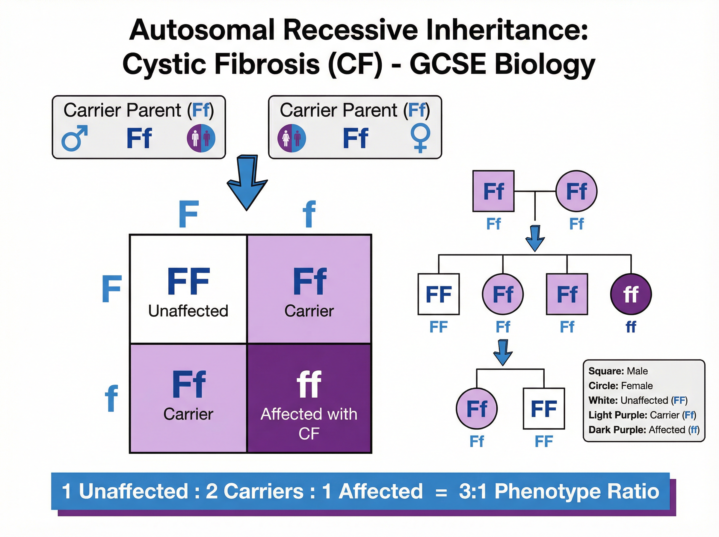 Inheritance of Cystic Fibrosis