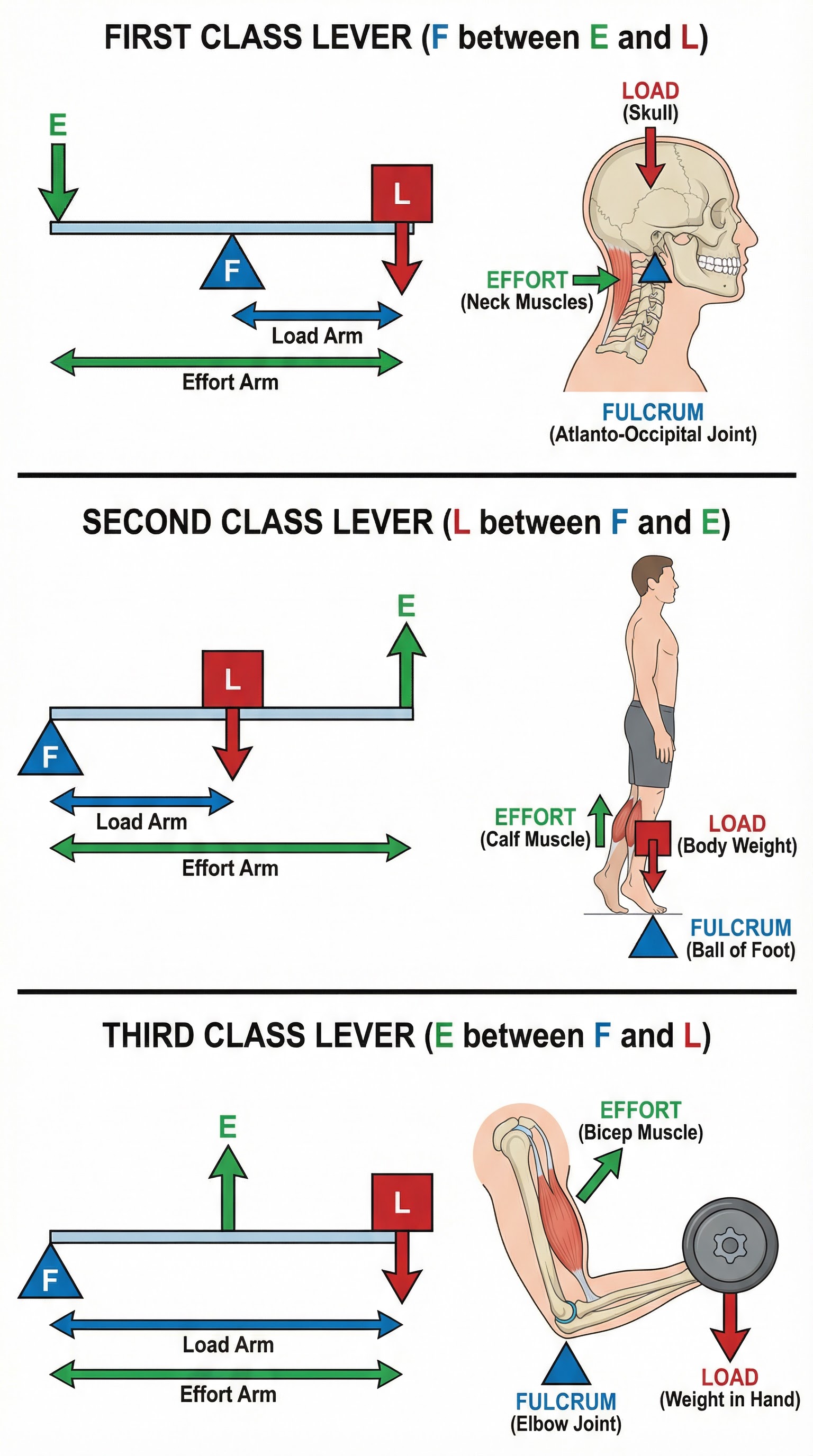 The Three Classes of Levers with Sporting Examples.