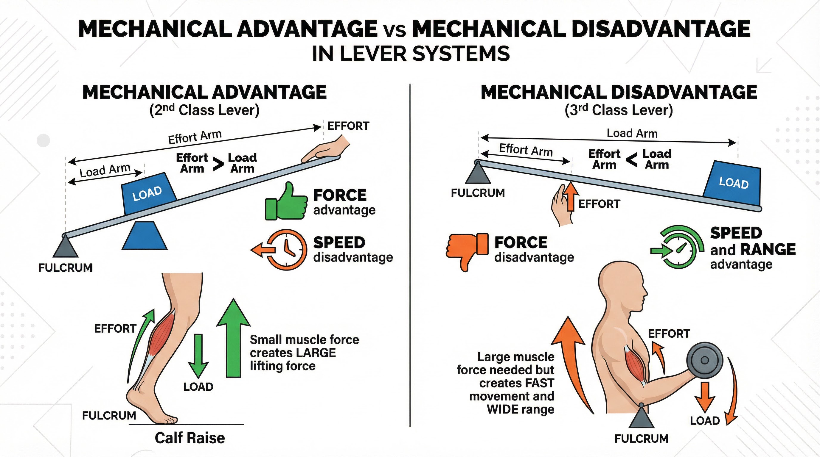 Mechanical Advantage vs. Mechanical Disadvantage.