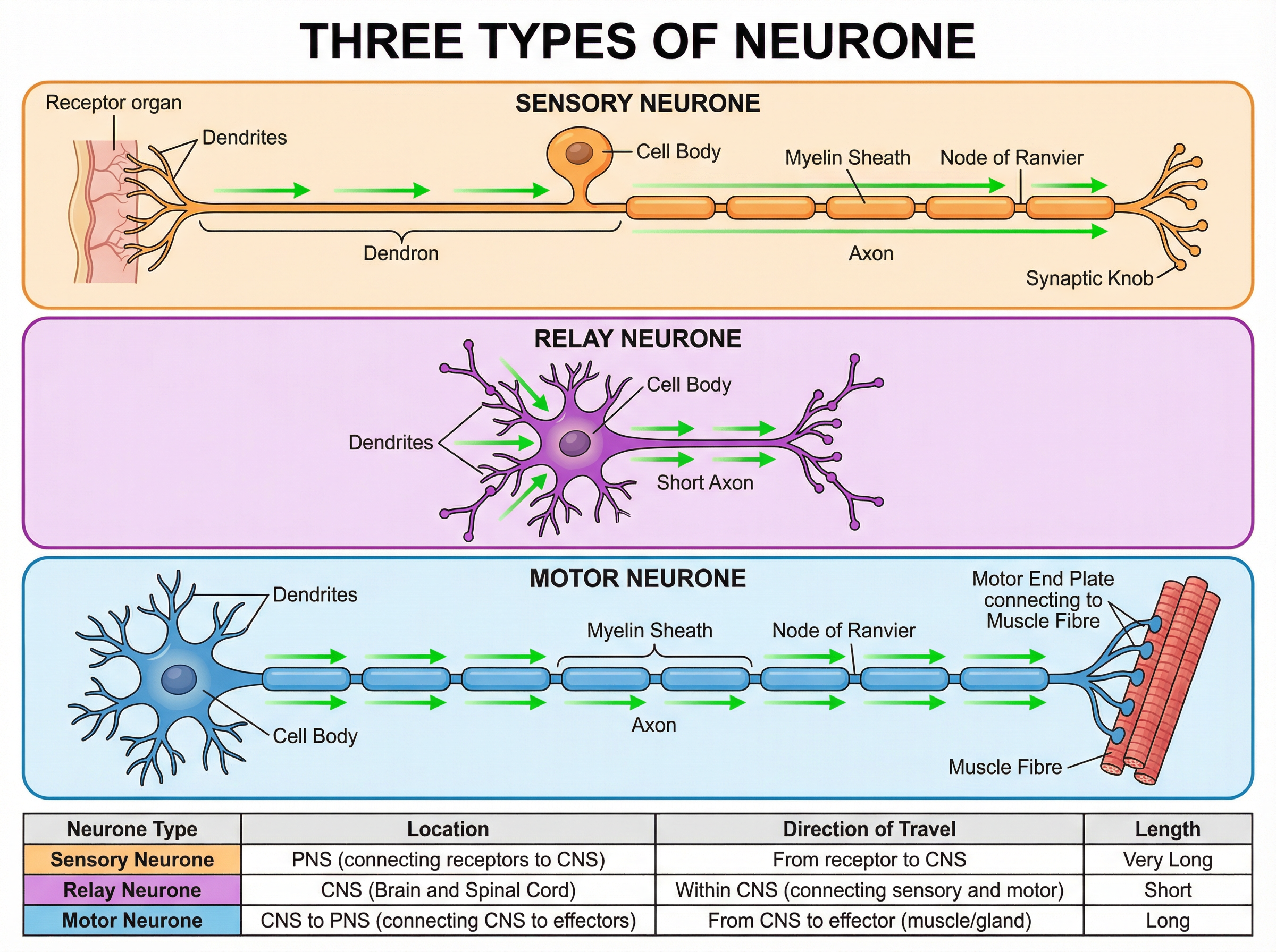 The Three Types of Neurones
