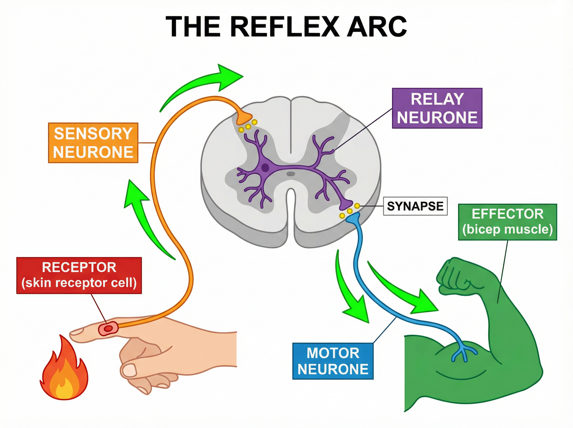 The Reflex Arc Pathway