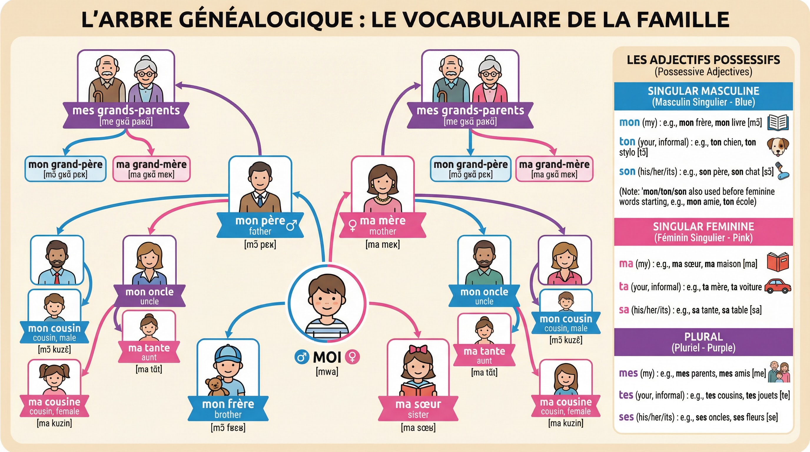 Diagram of French family vocabulary and possessive adjectives