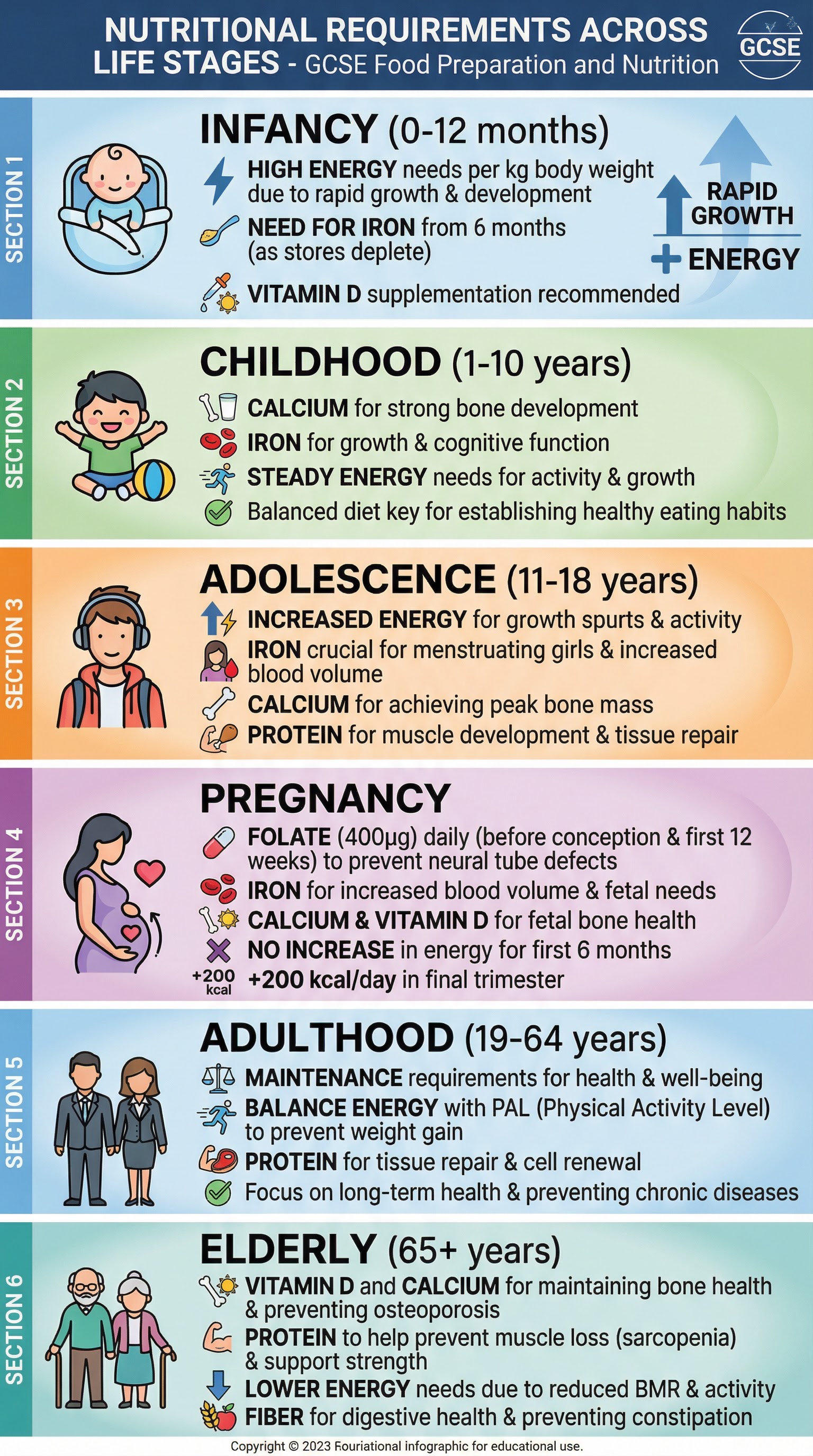 Nutritional needs from infancy to older adulthood.