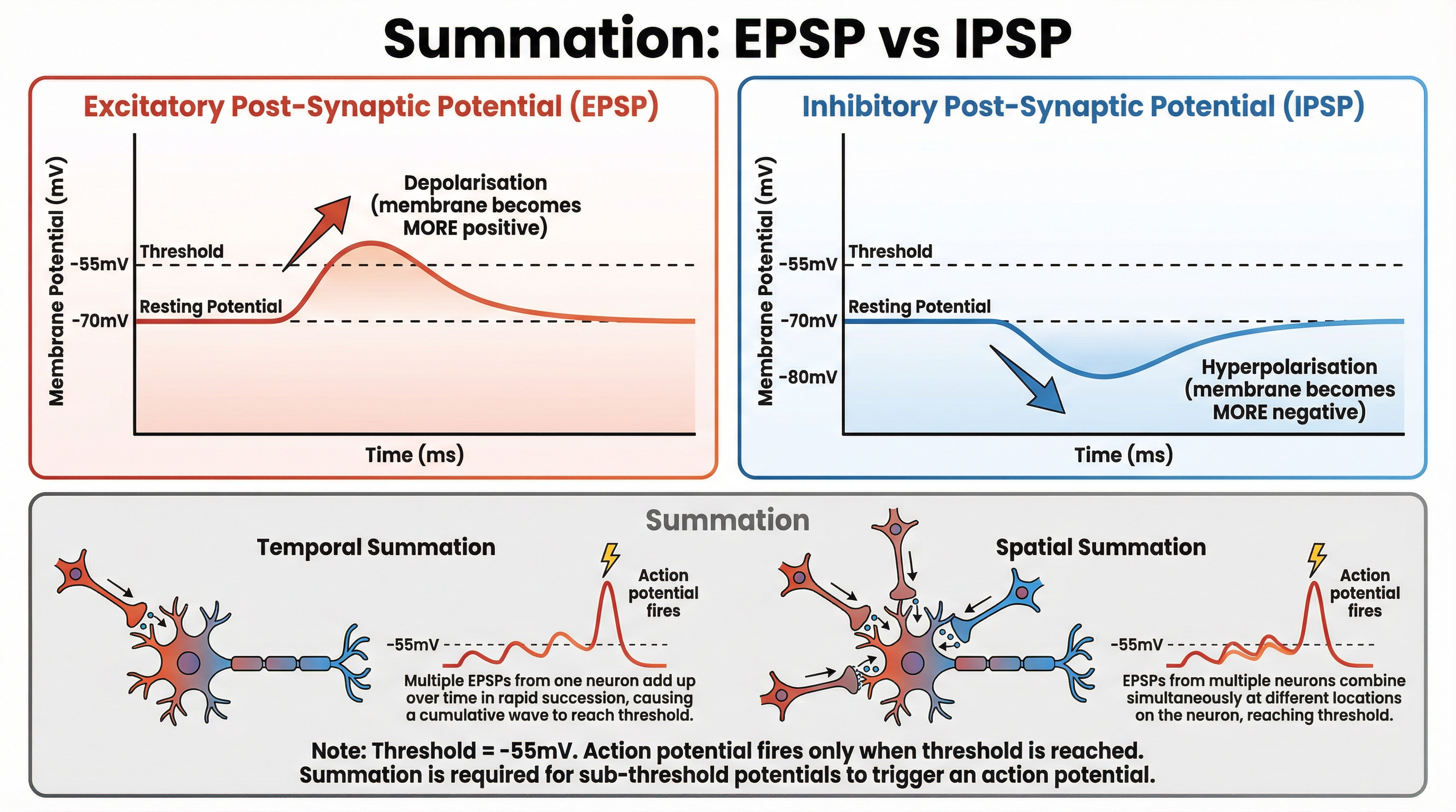 Excitatory vs. Inhibitory Potentials and Summation