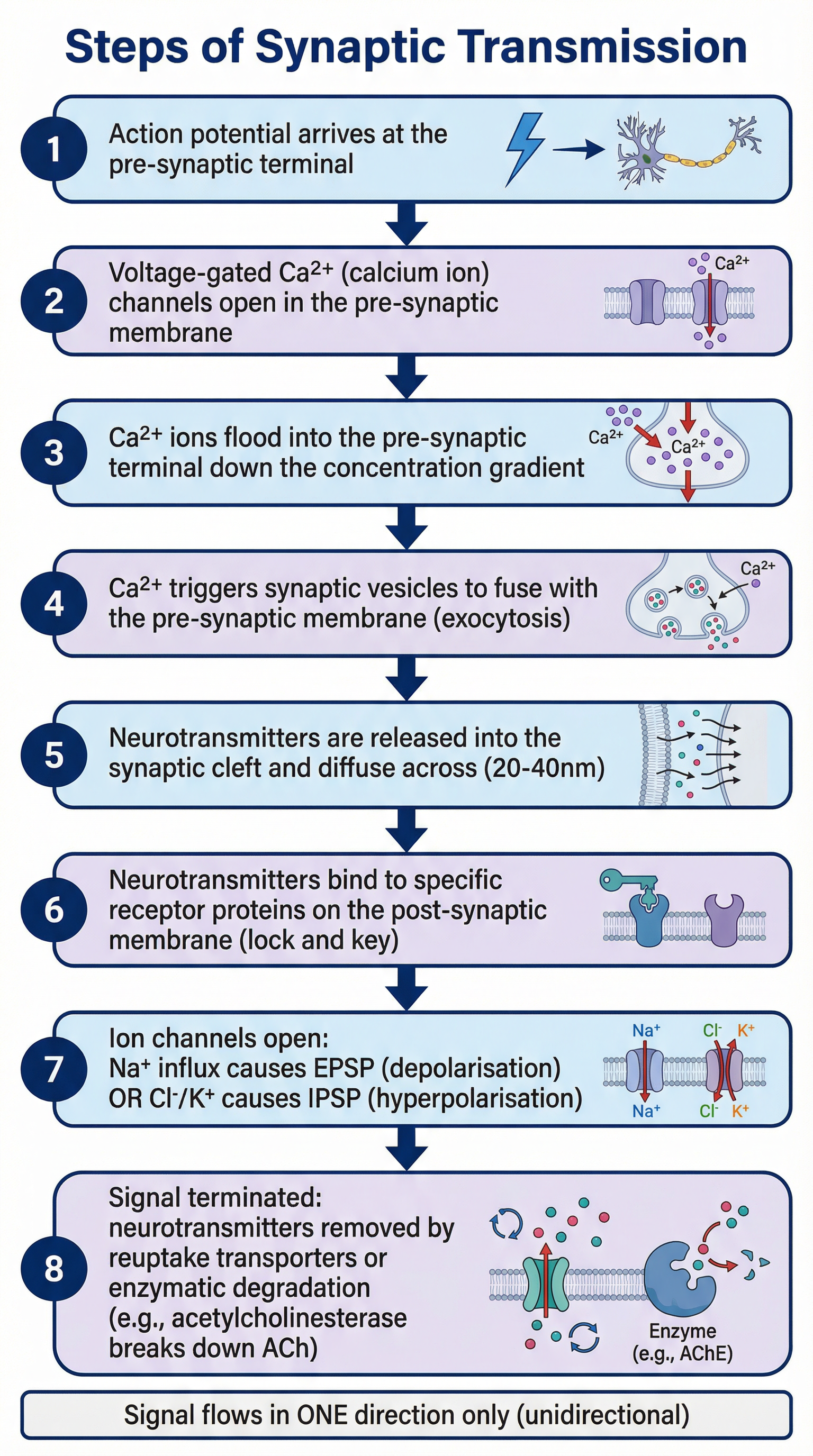 Flowchart: The 8 Steps of Synaptic Transmission