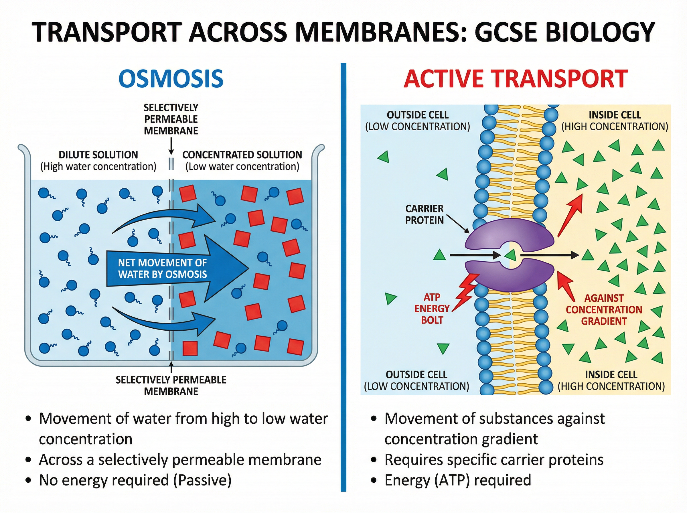 Comparing Osmosis and Active Transport