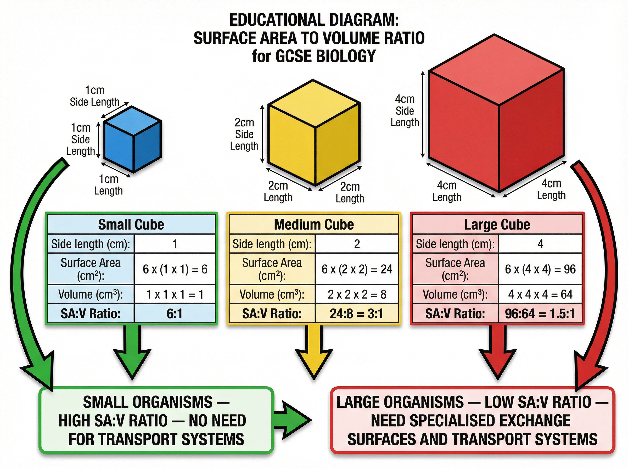 The effect of size on Surface Area to Volume Ratio