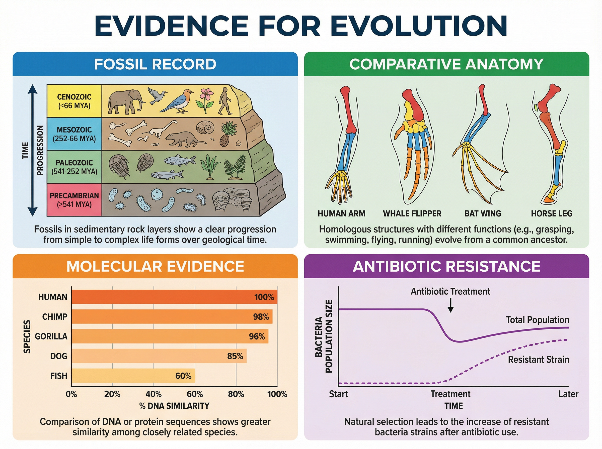 Evidence for Evolution