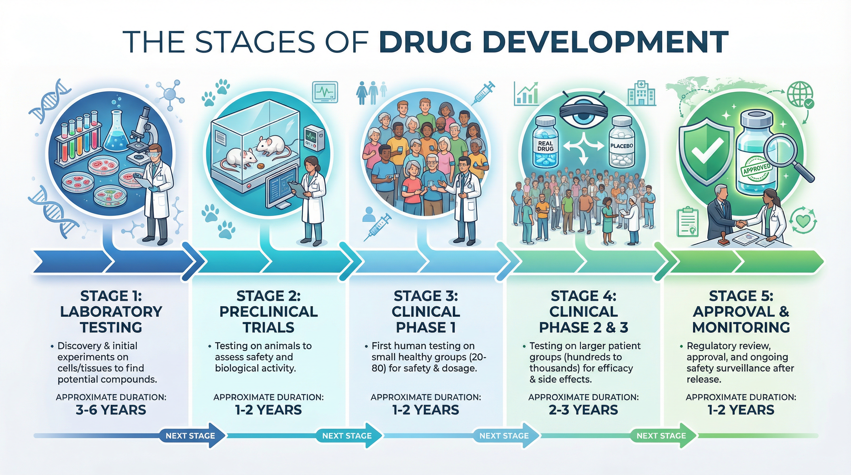 The journey of a new medicine from the laboratory to the patient.
