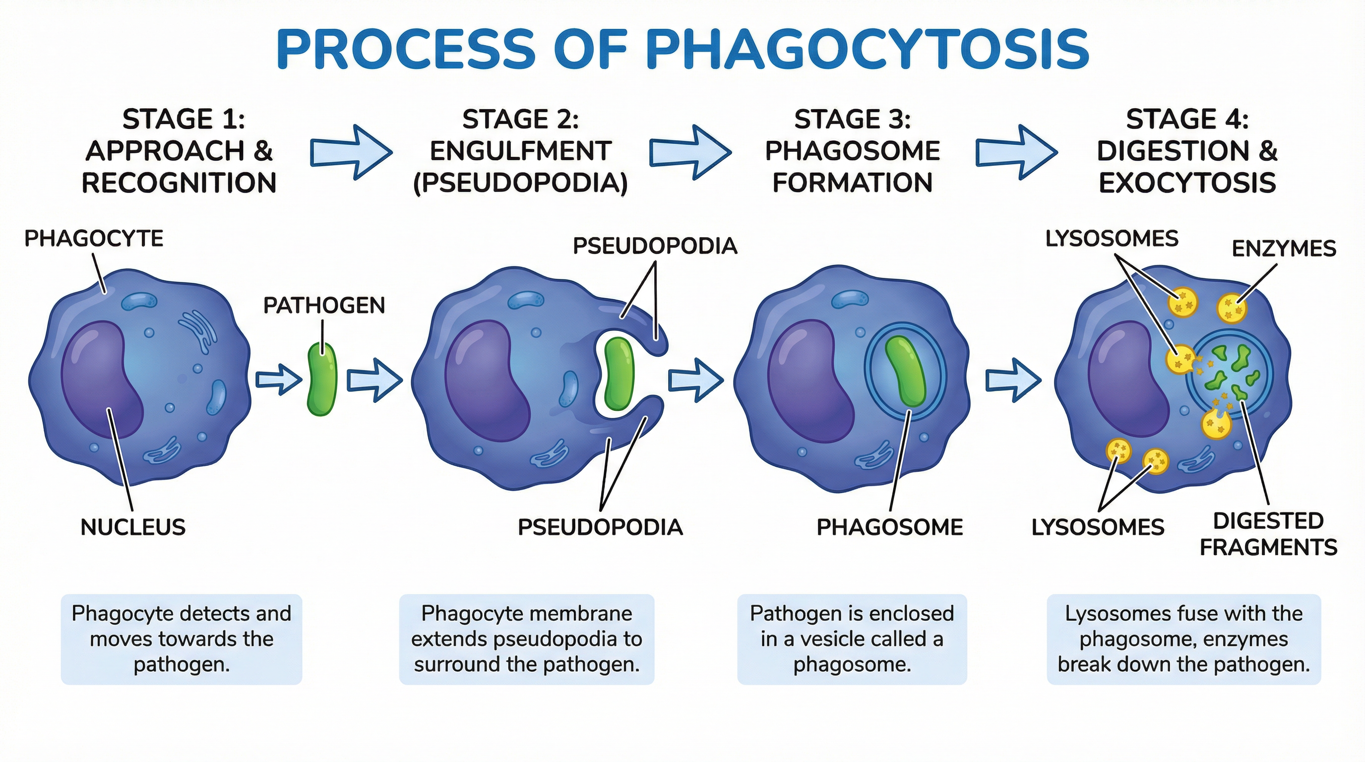 The process of phagocytosis, where a phagocyte engulfs and digests a pathogen.