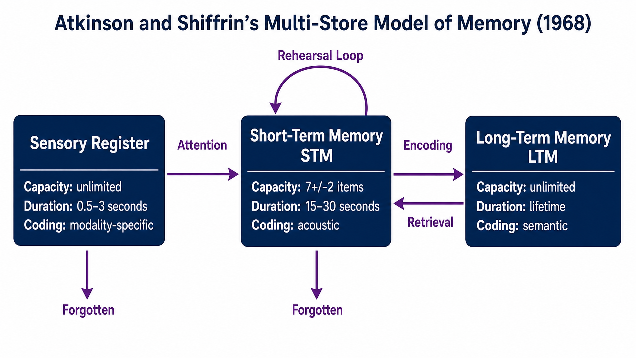 The Multi-Store Model of Memory (1968)