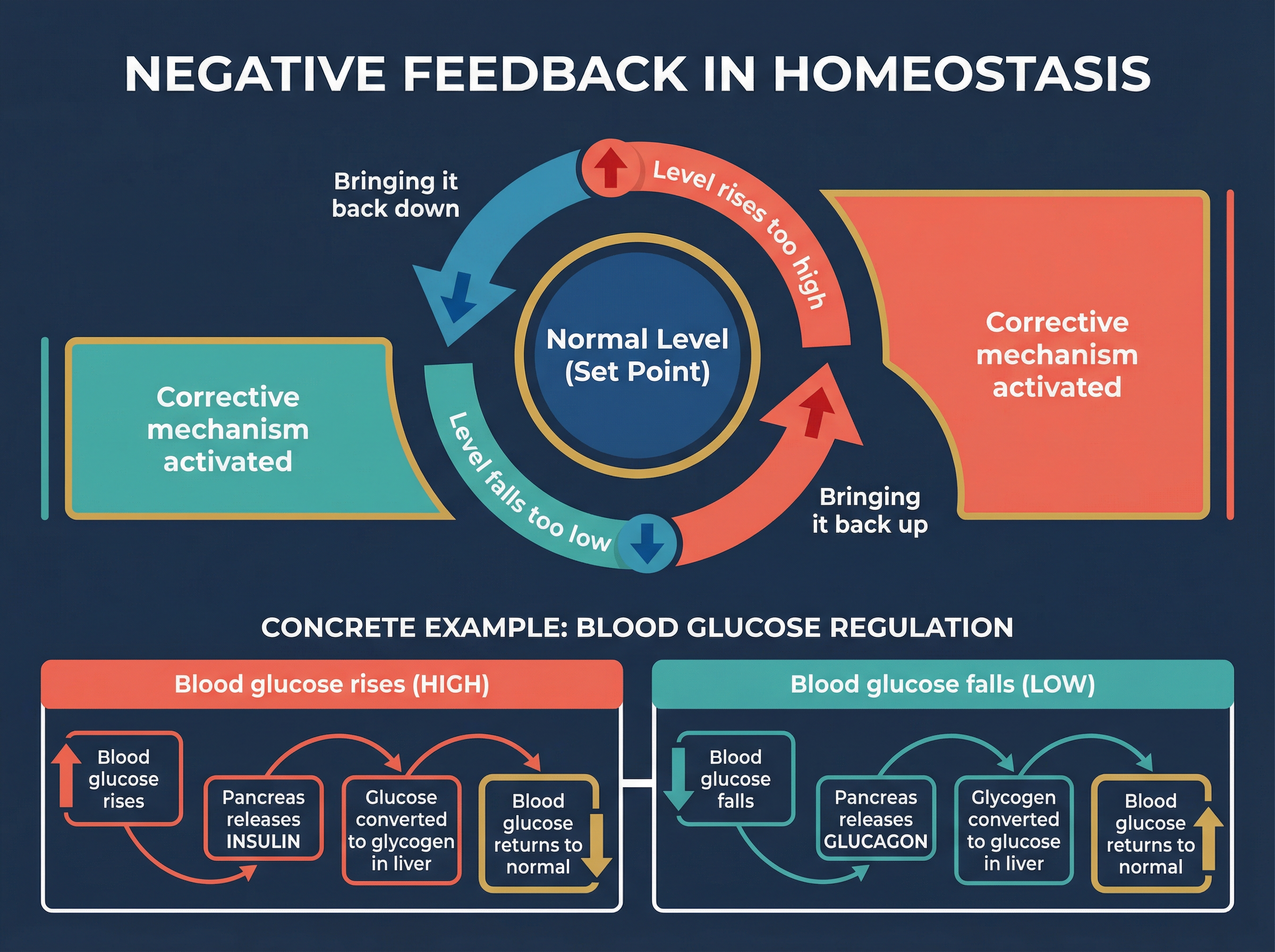 Negative Feedback in Homeostasis