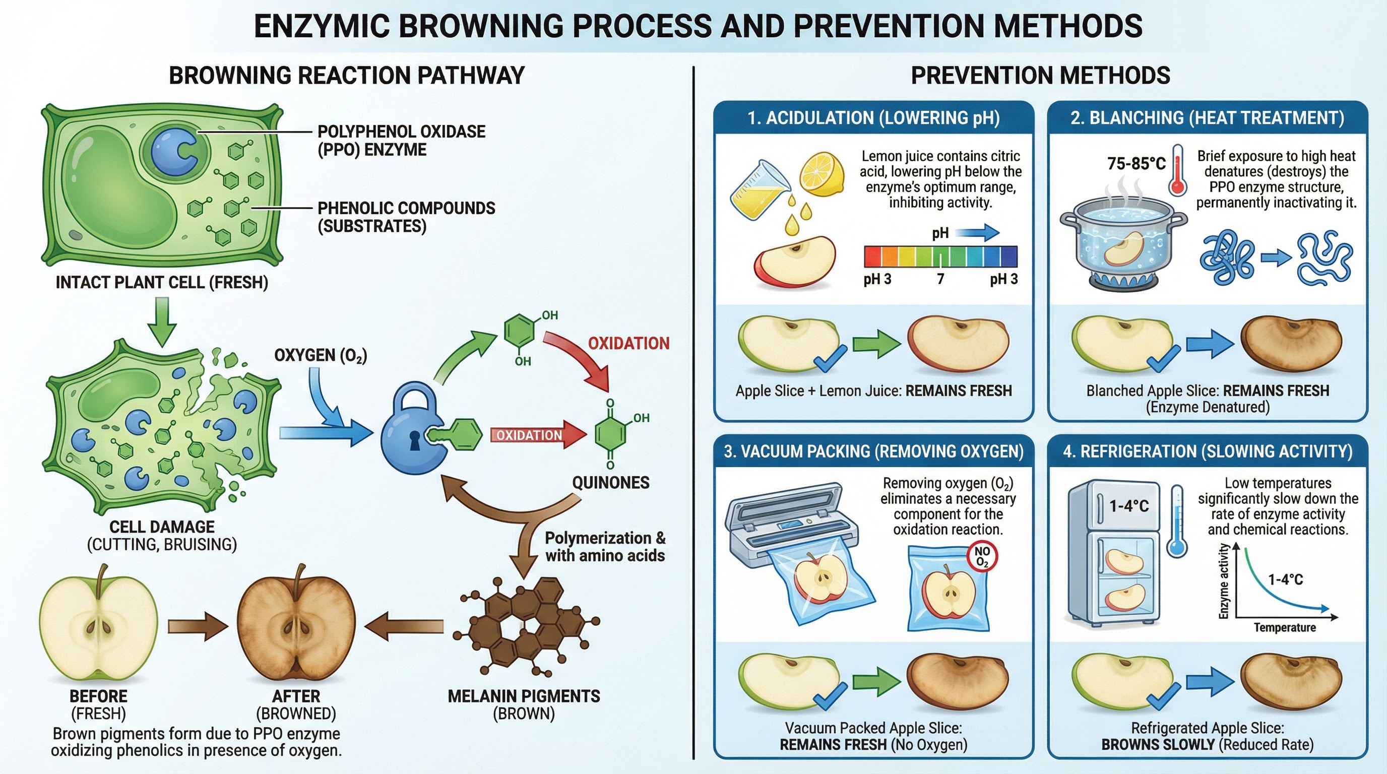Enzymic Browning Process and Prevention