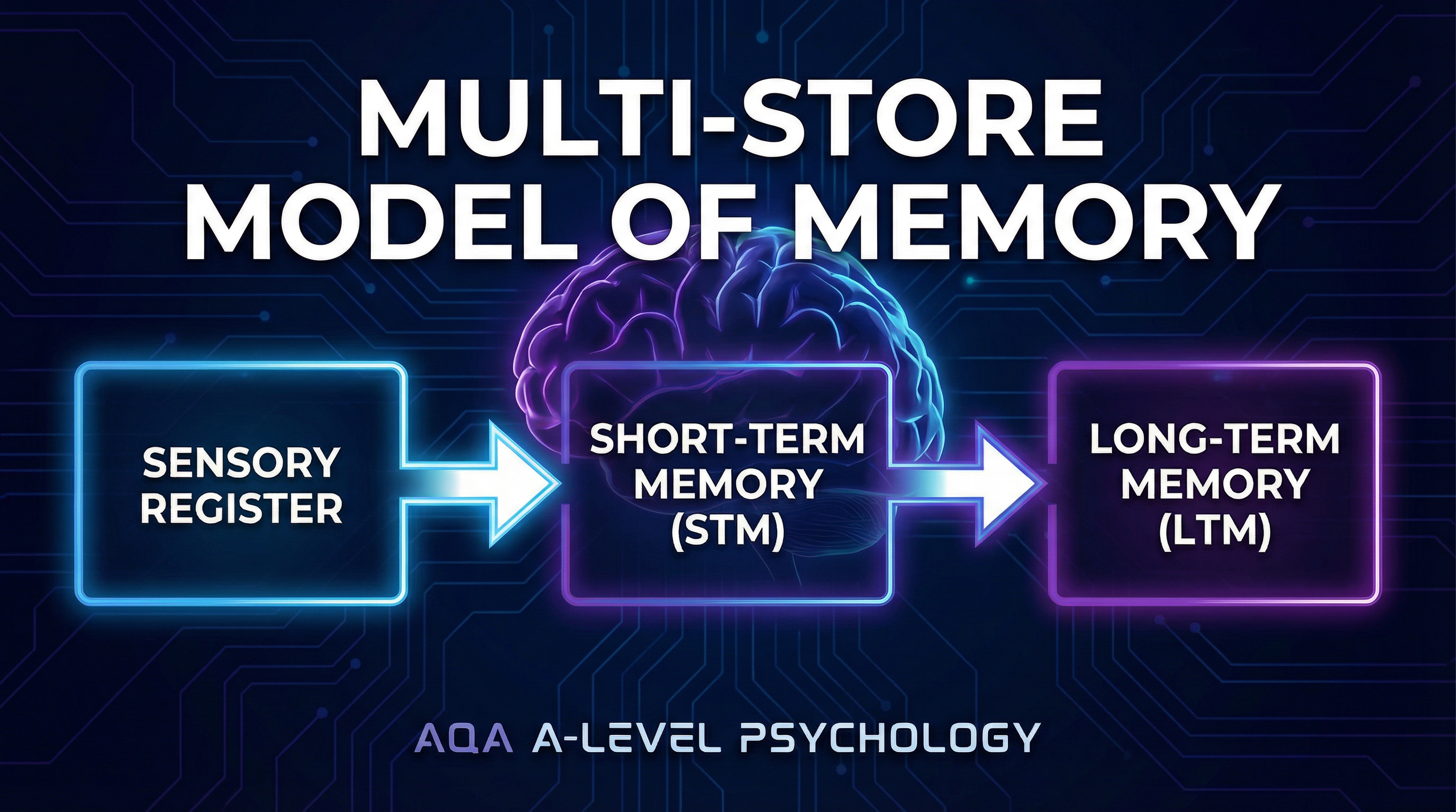 The Multi-Store Model of Memory - A Linear Journey