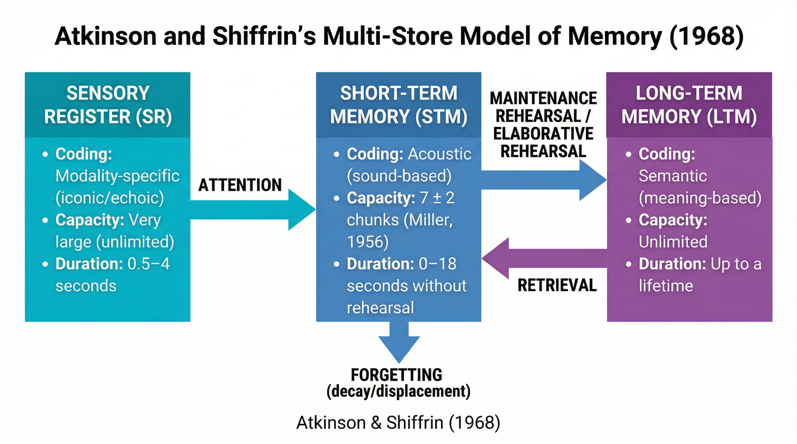 Flowchart of the Multi-Store Model (Atkinson & Shiffrin, 1968)