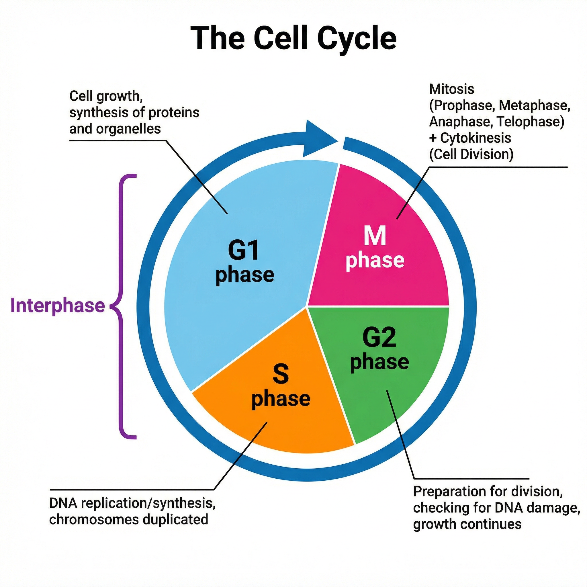 The Cell Cycle