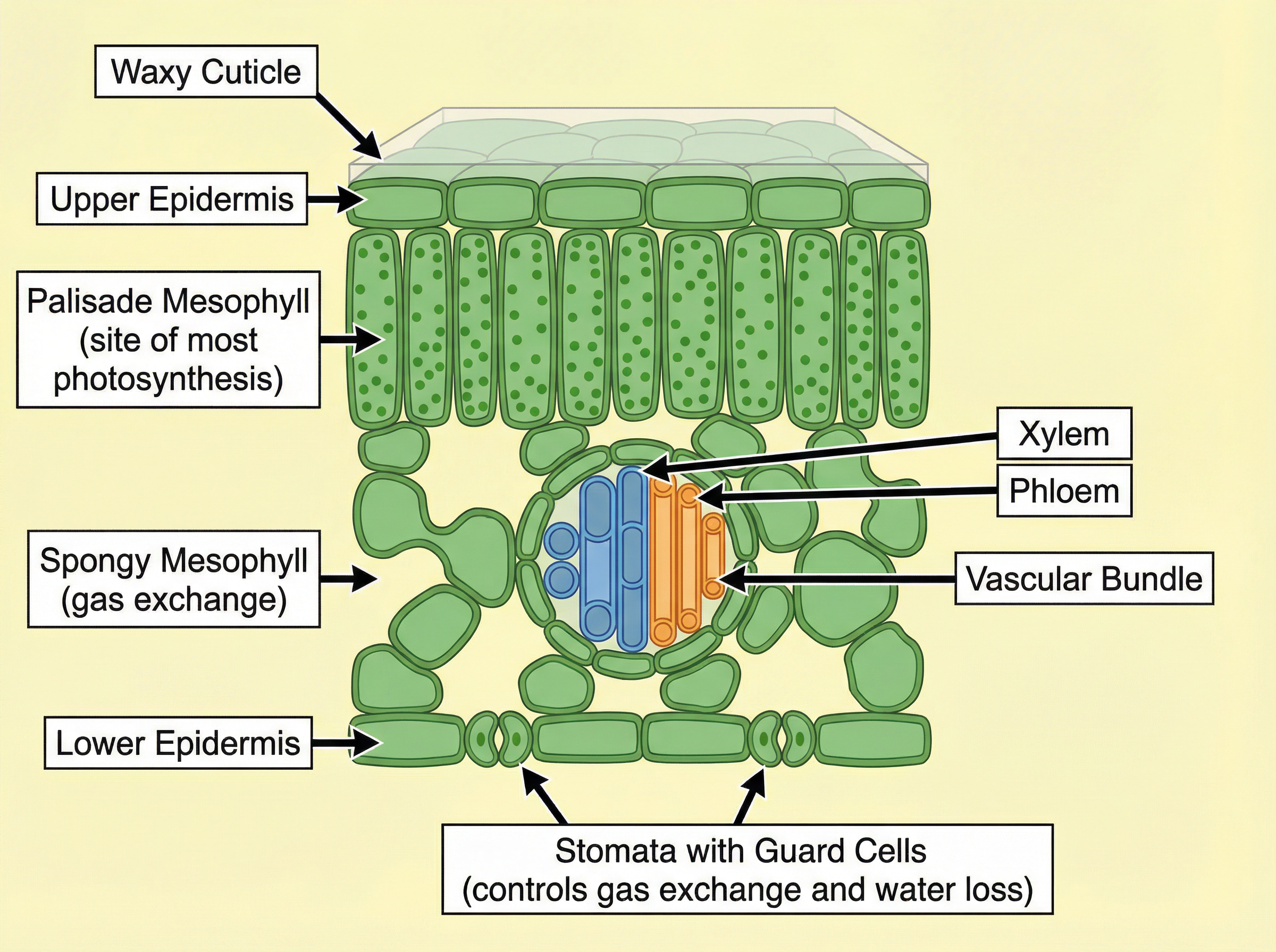 Cross-section of a leaf showing adaptations for photosynthesis and gas exchange