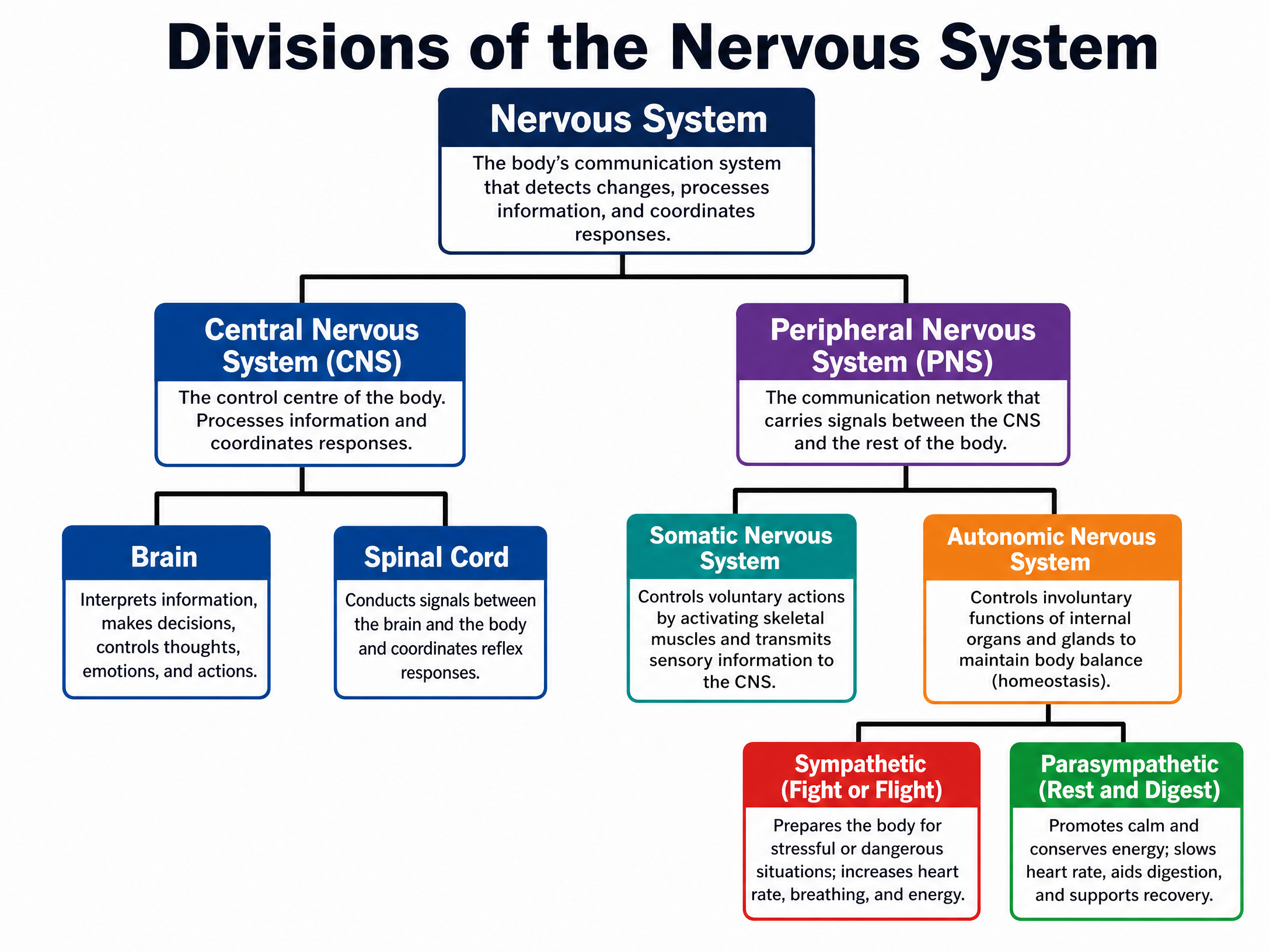 Divisions of the Nervous System