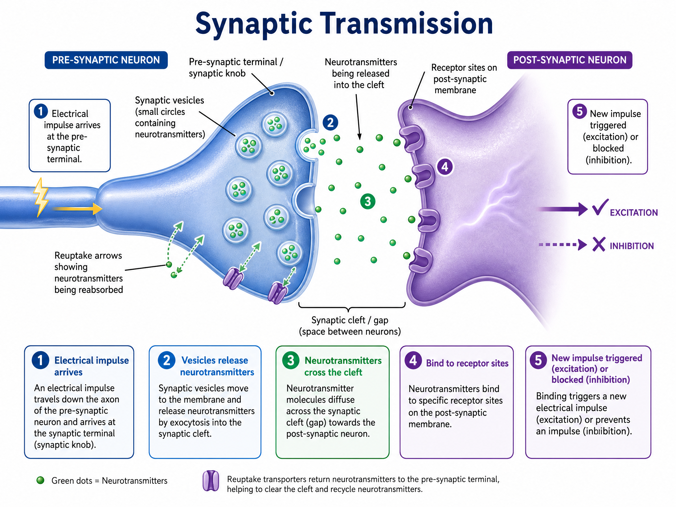 The Process of Synaptic Transmission