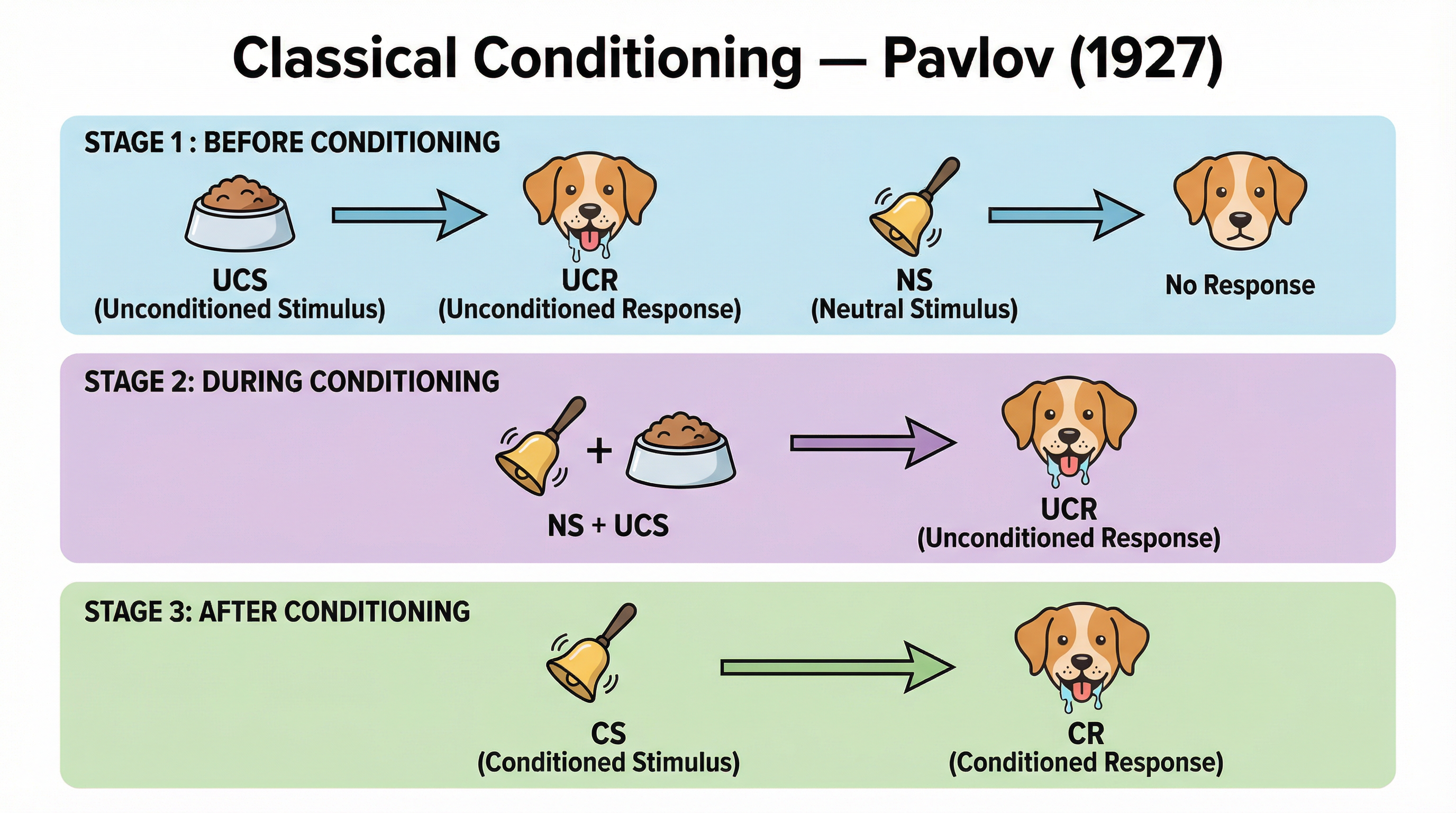 The process of Classical Conditioning