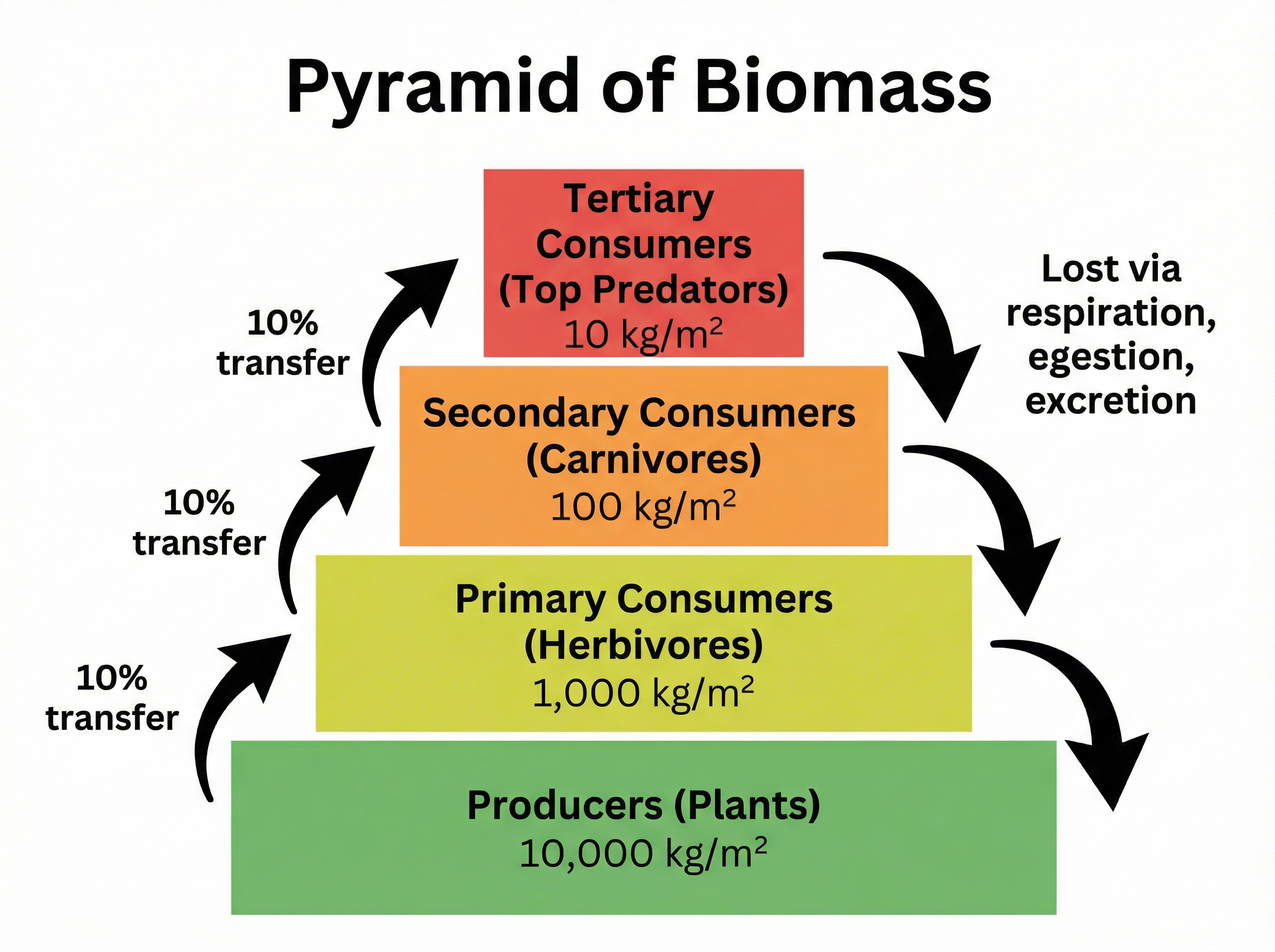 Pyramid of Biomass and Energy Loss