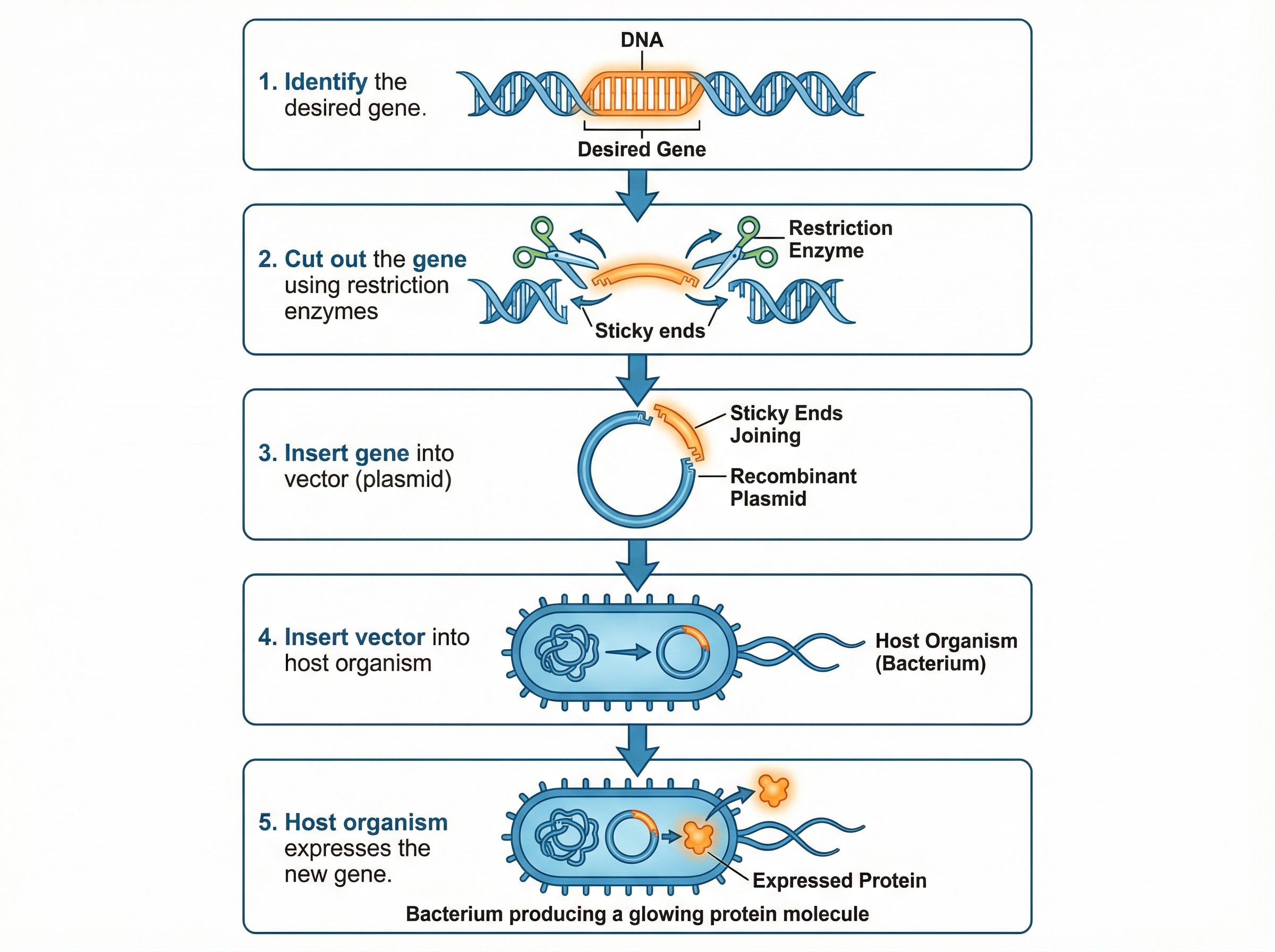 The steps of Genetic Engineering