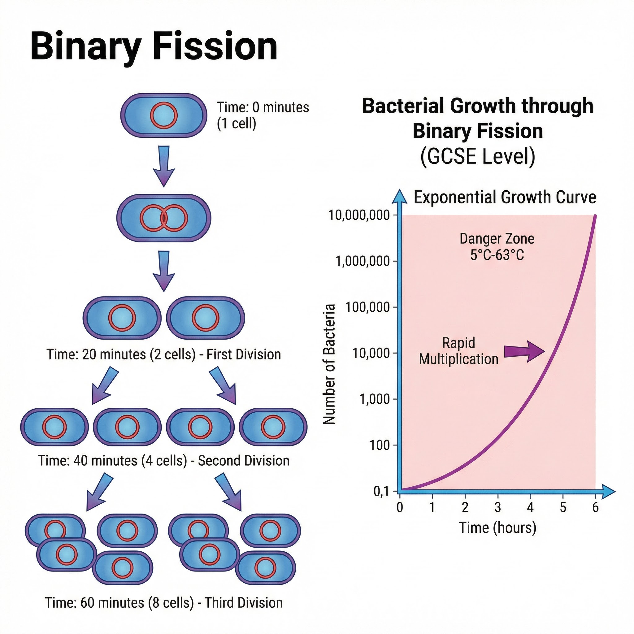 Diagram of Binary Fission and Exponential Growth.