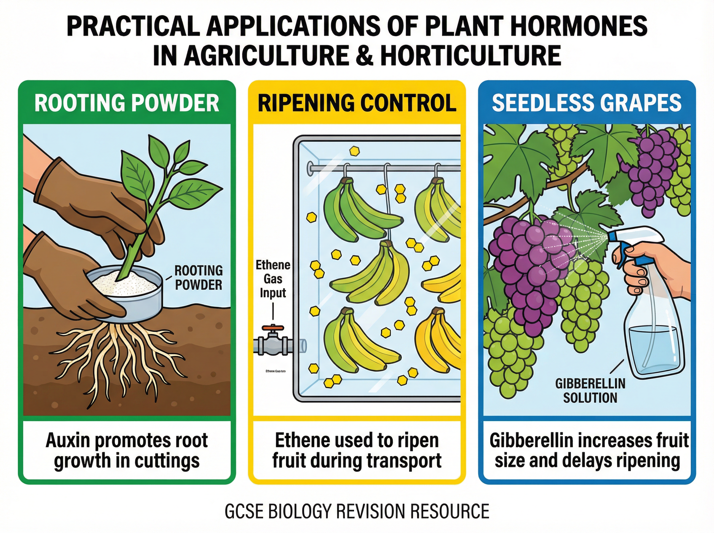 Commercial applications of plant hormones.