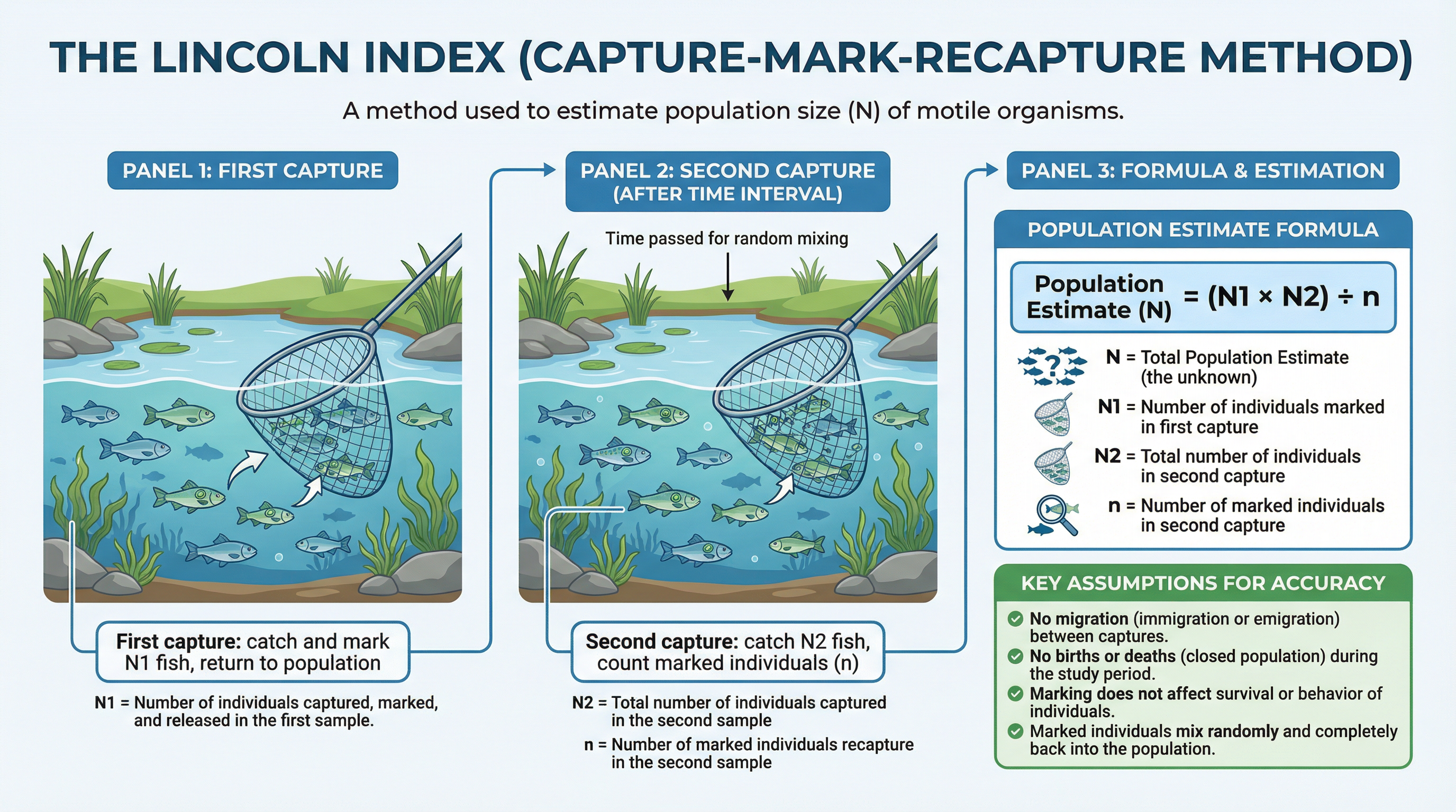 The Lincoln Index method for estimating population size, including the formula and key assumptions.