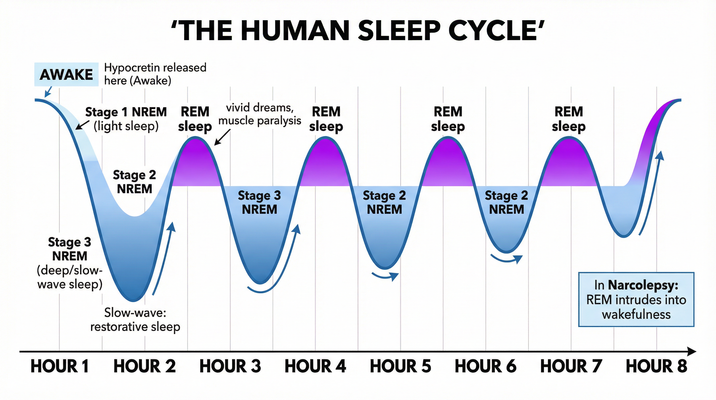 Diagram of the Human Sleep Cycle