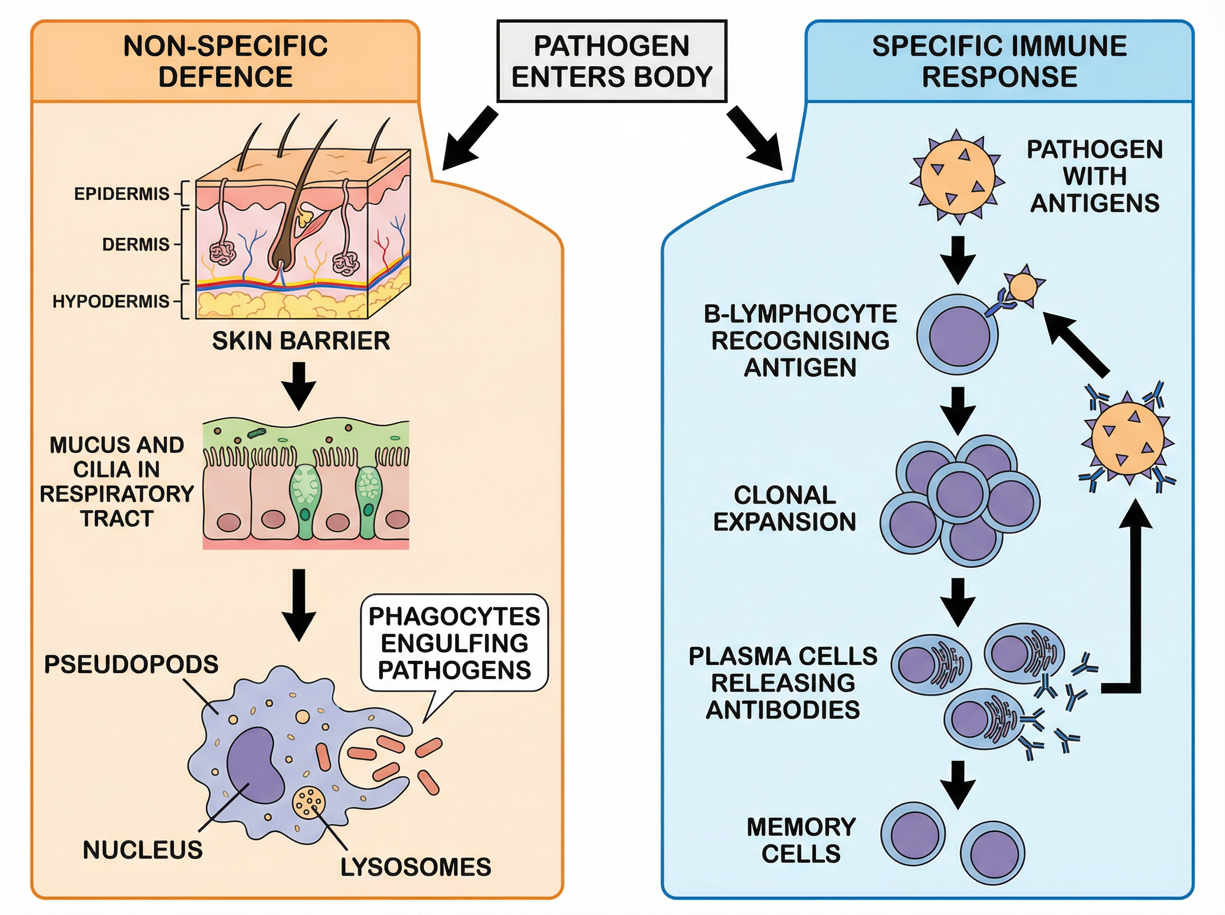The Human Immune Response