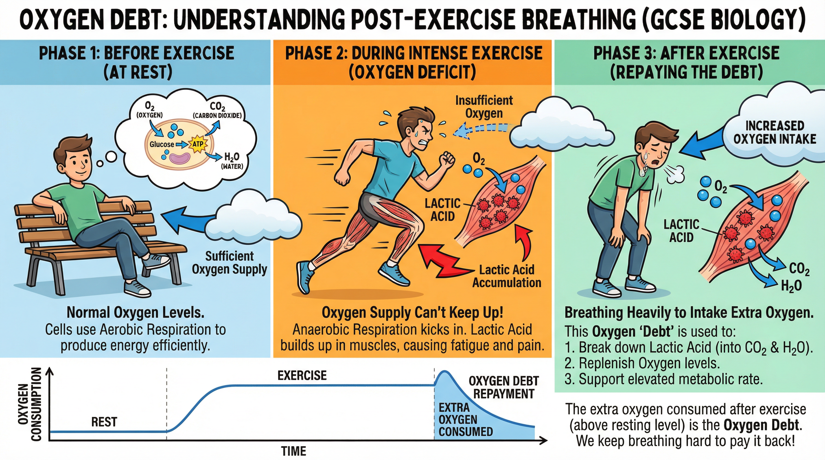 oxygen_debt_diagram.png