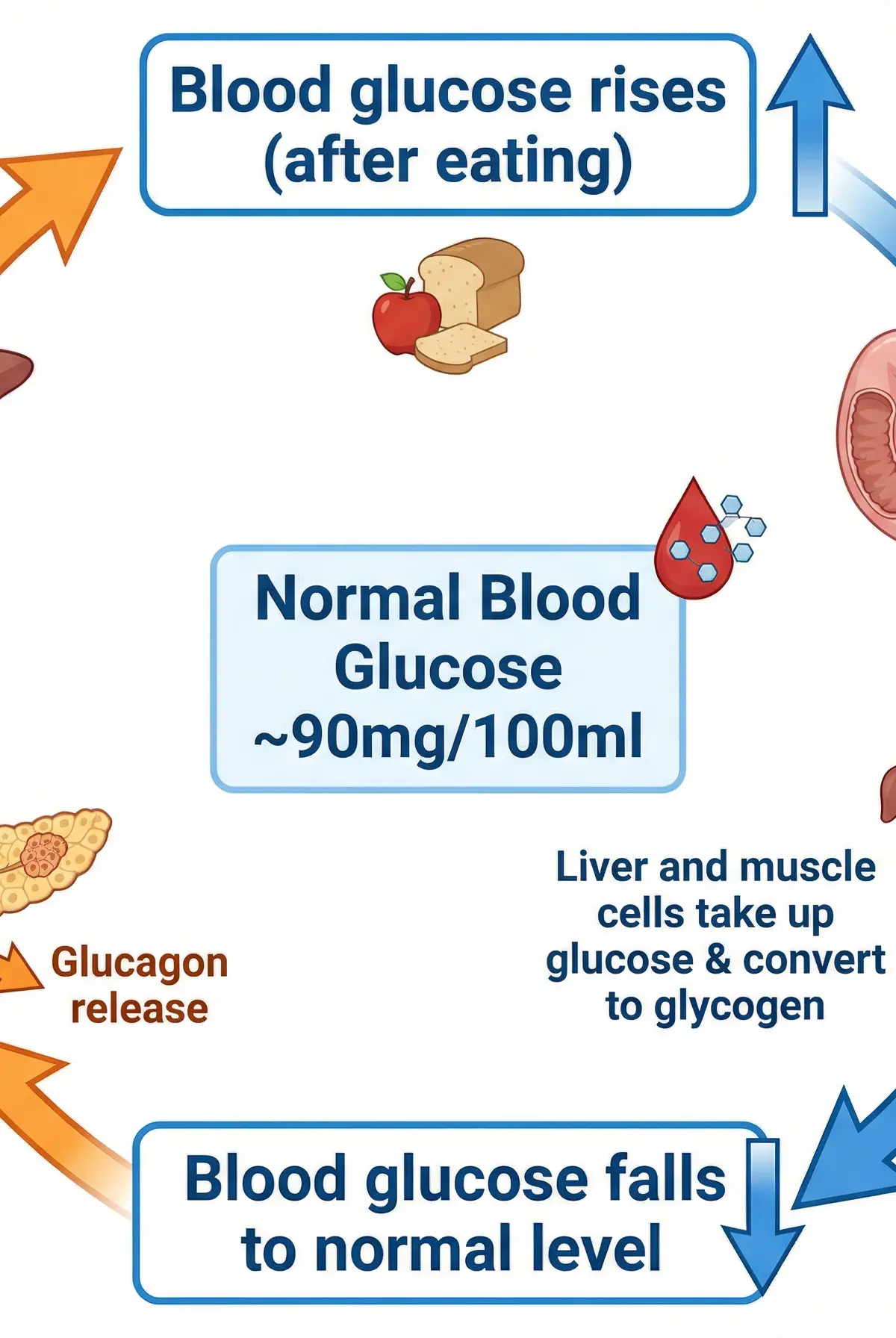 Blood Glucose Regulation via Negative Feedback