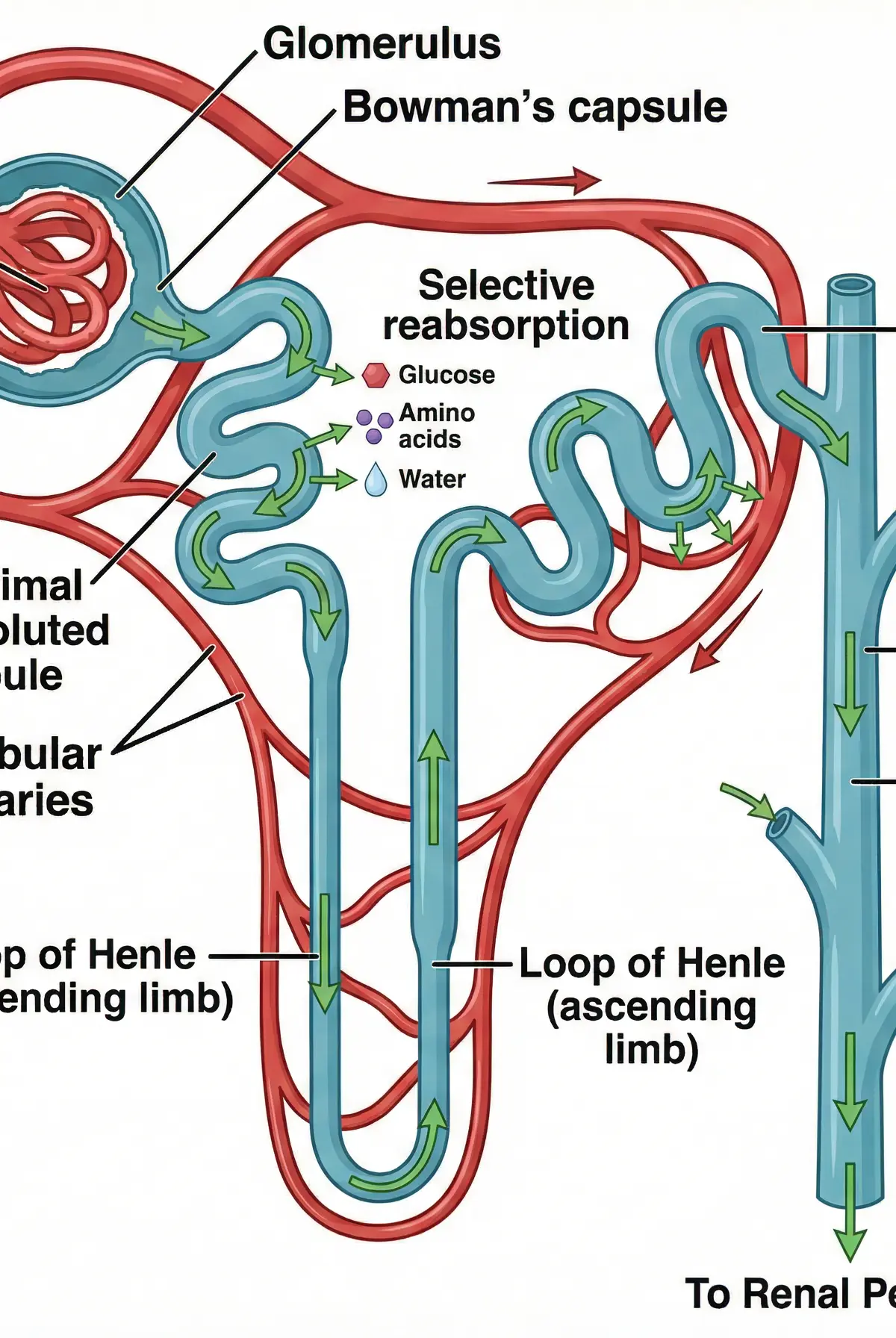 Structure and Function of a Kidney Nephron