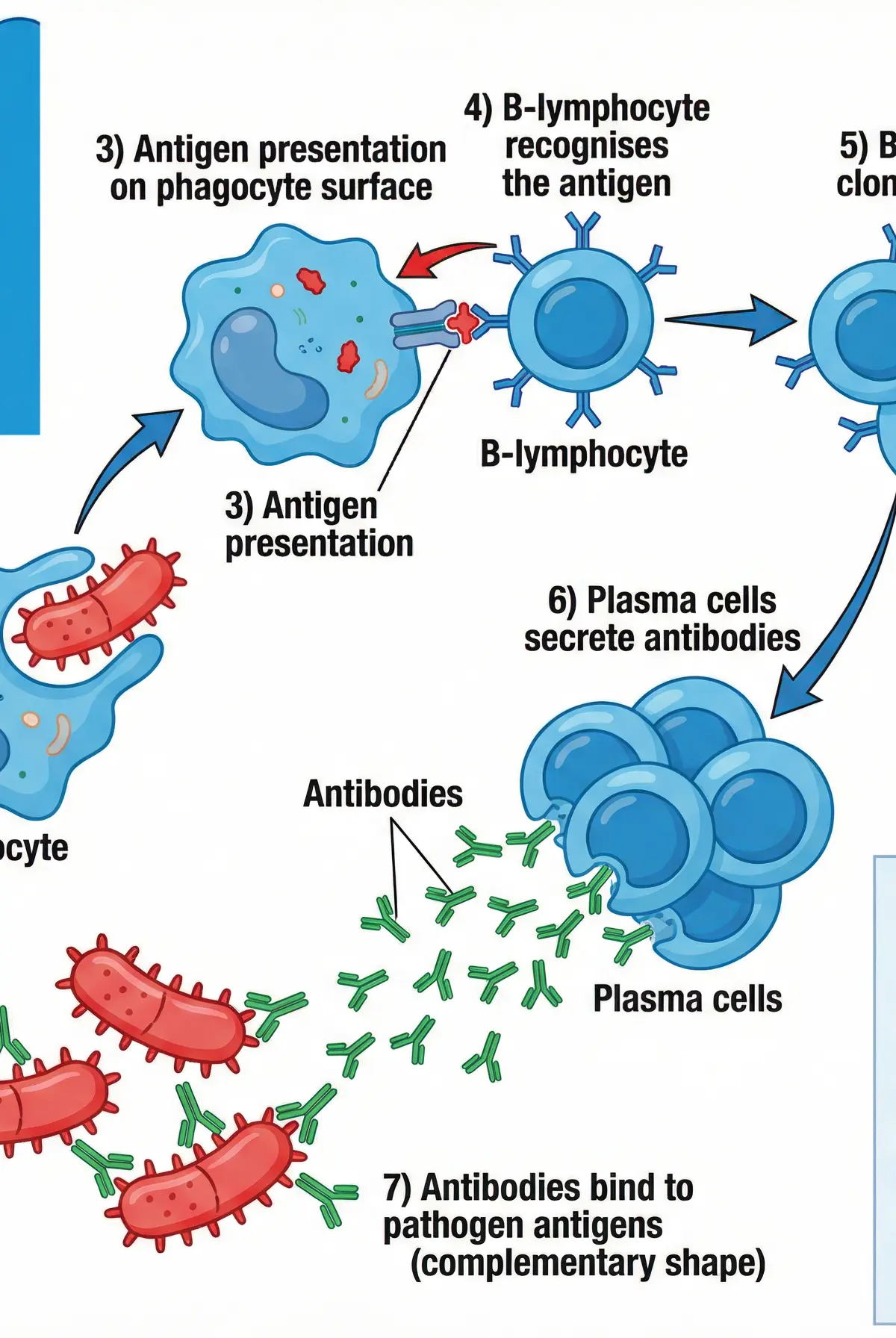 The Specific Immune Response