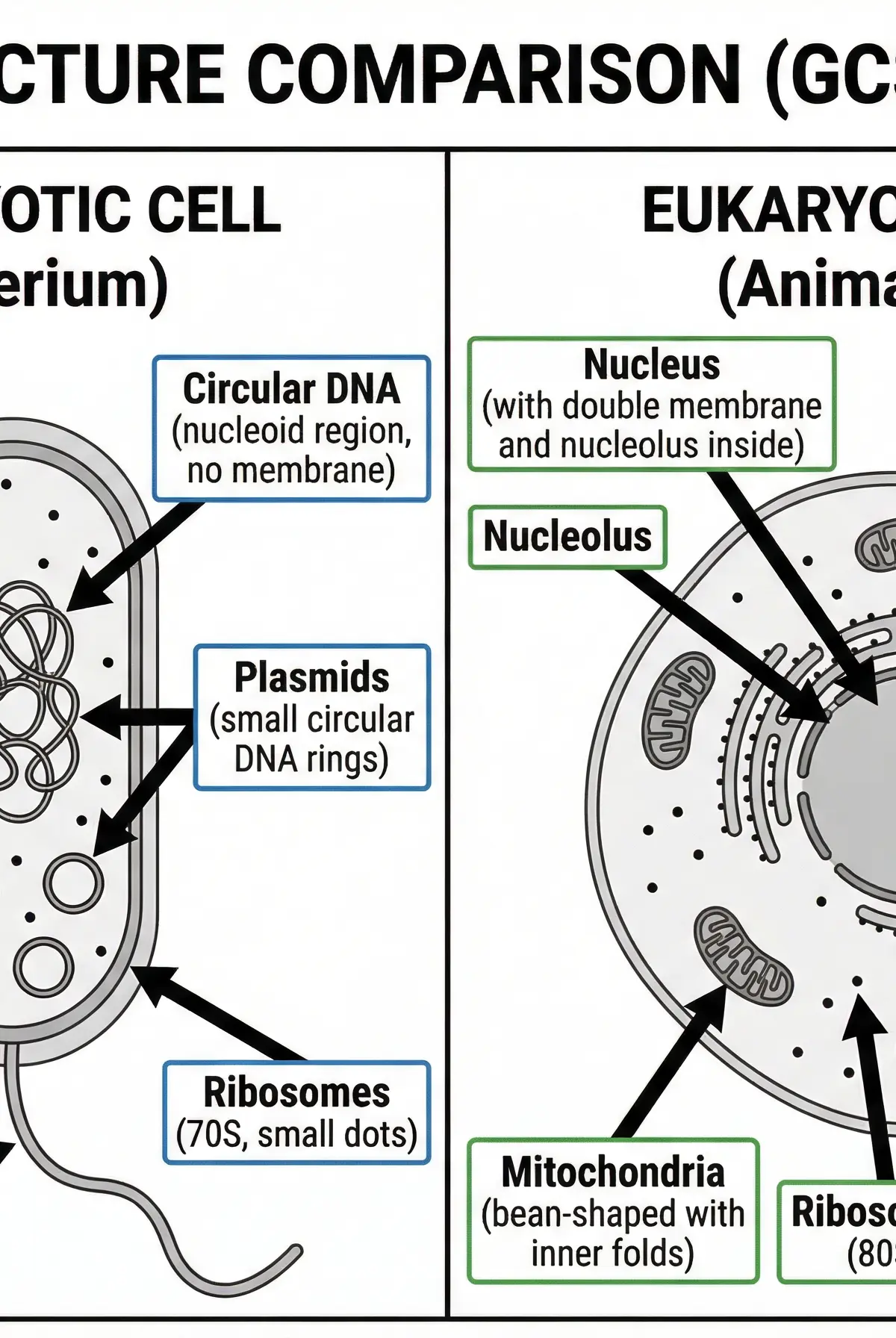 Comparison of Prokaryotic and Eukaryotic Cells