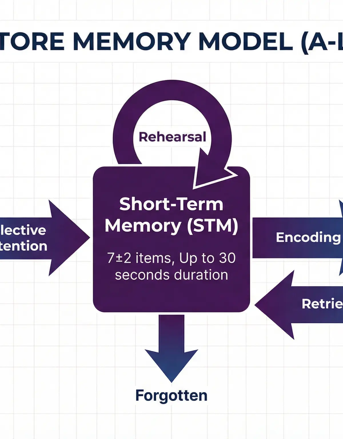 The Multi-Store Memory Model (Atkinson & Shiffrin, 1968)