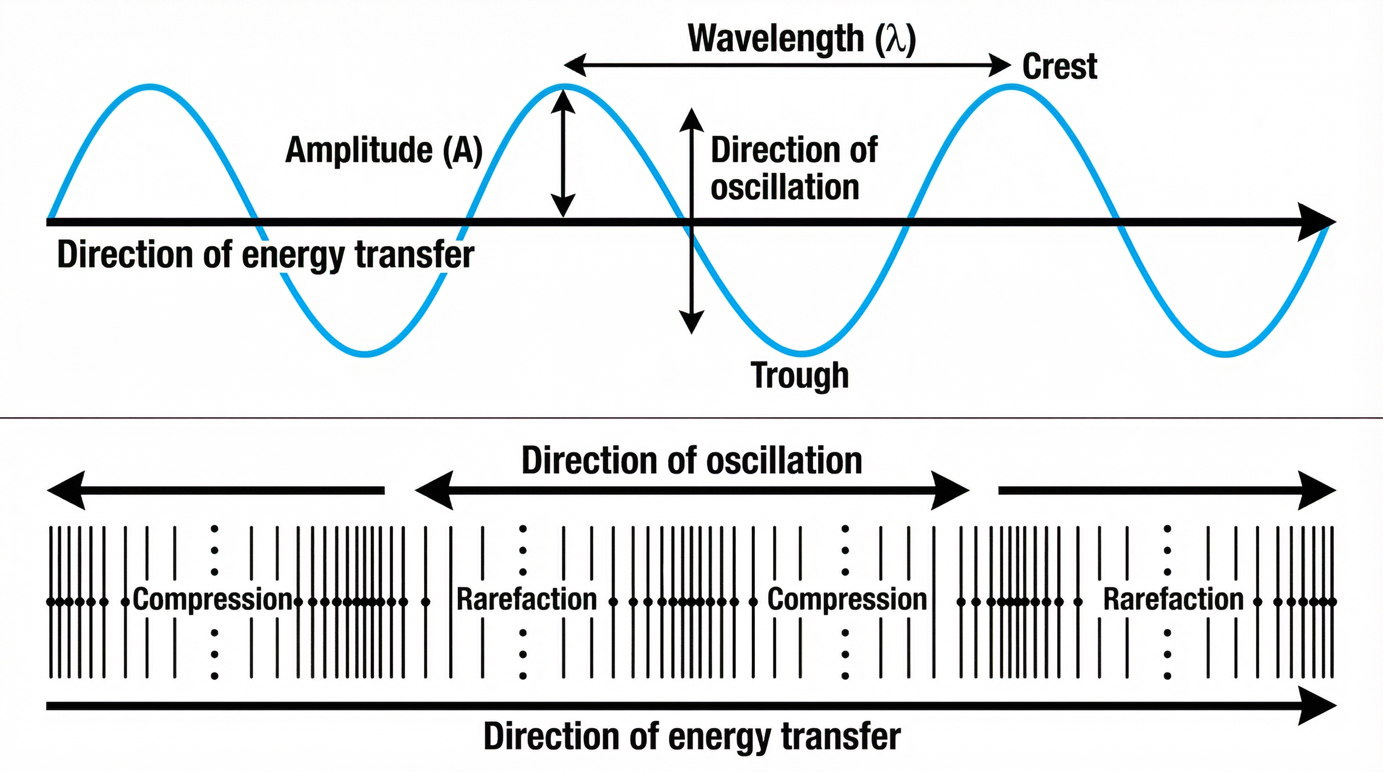 Transverse vs Longitudinal Waves