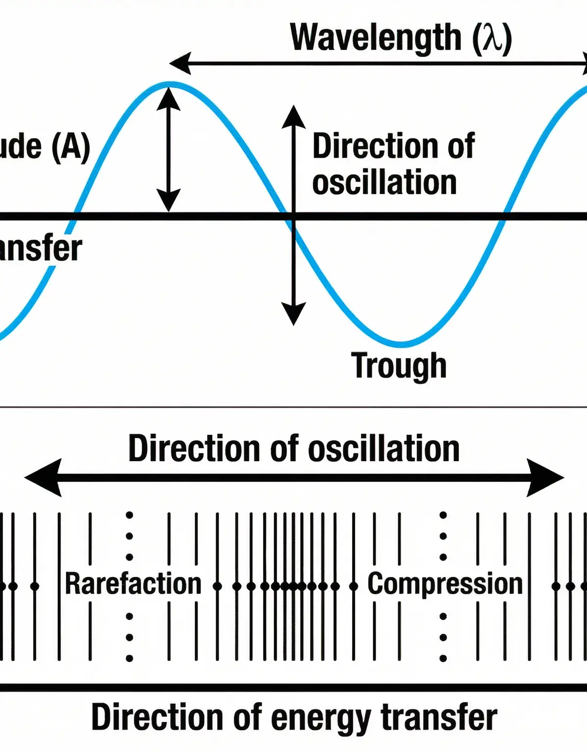 Transverse vs Longitudinal Waves