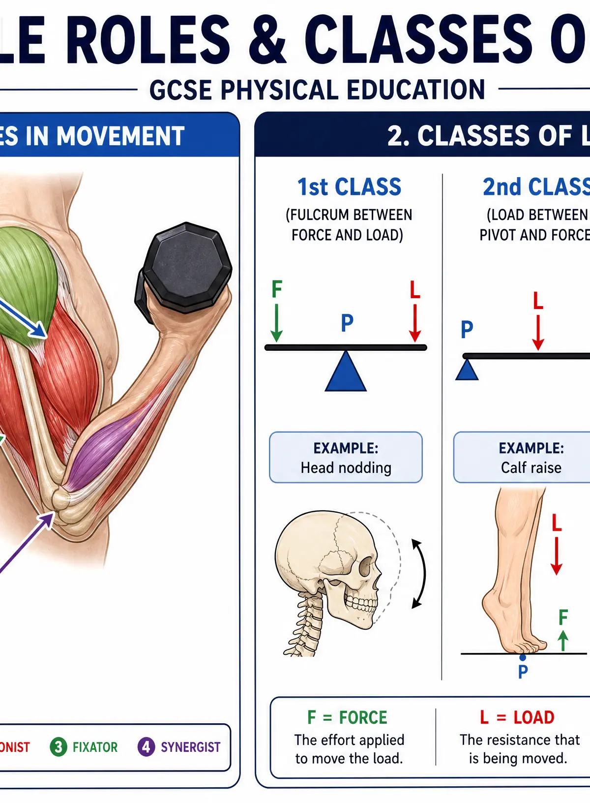 Muscle Roles and Lever Systems