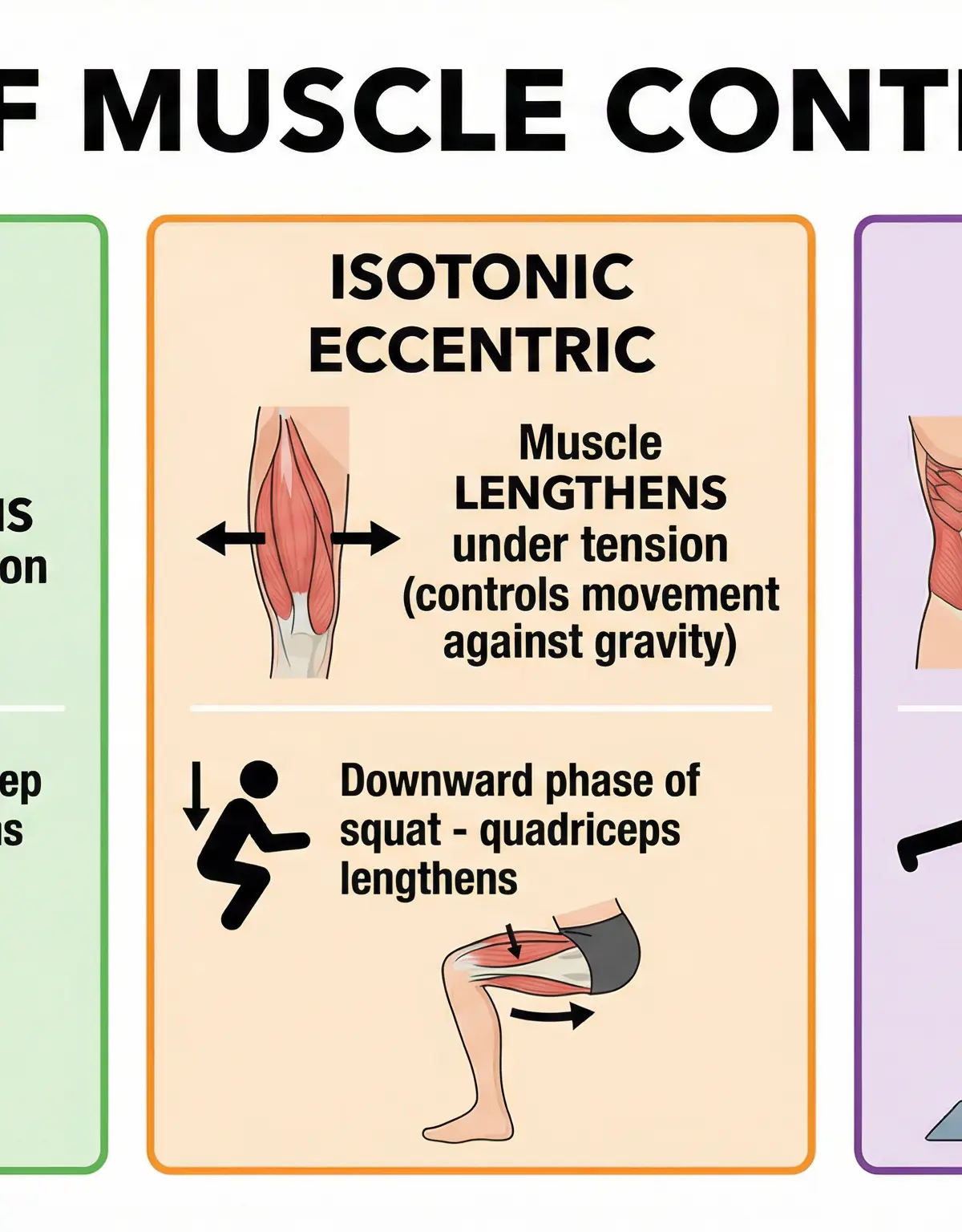 The three main types of muscular contraction explained with sporting examples.