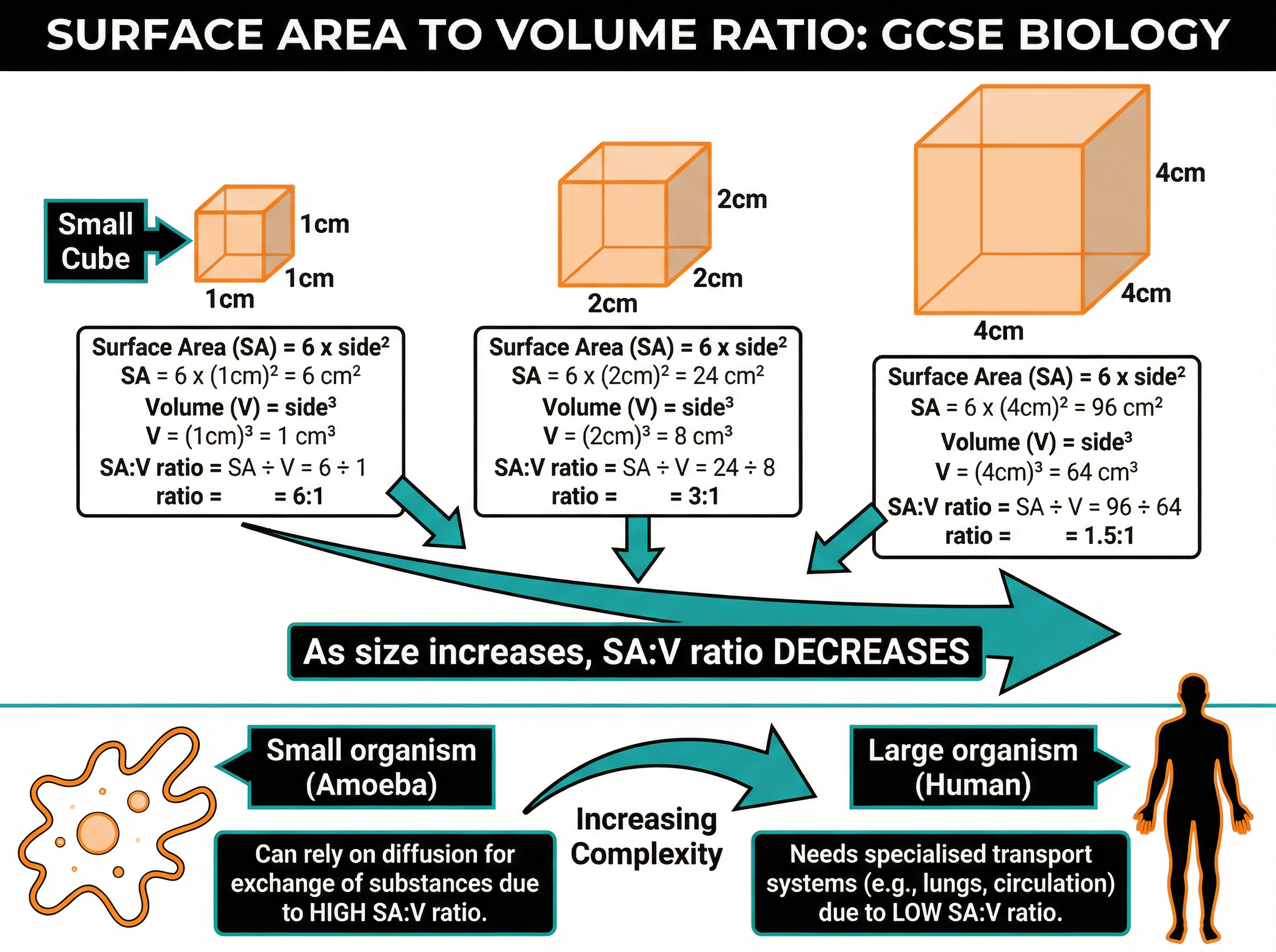 How Surface Area to Volume Ratio changes with size