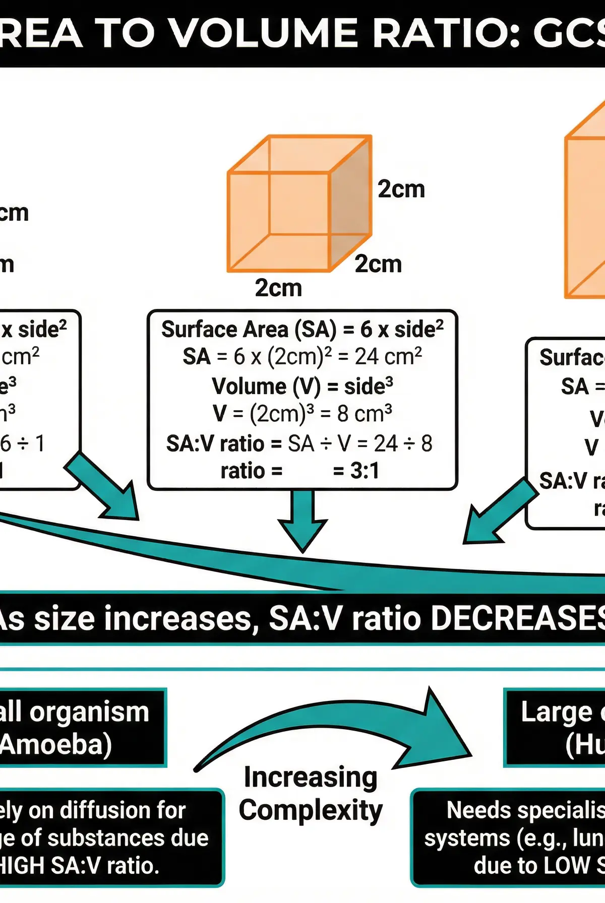 How Surface Area to Volume Ratio changes with size